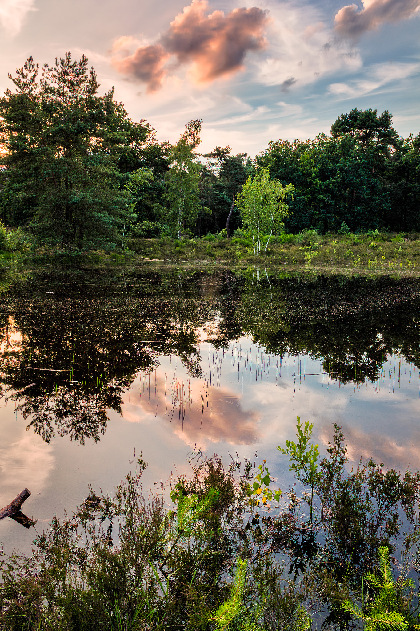 Reflection in the Play Forest