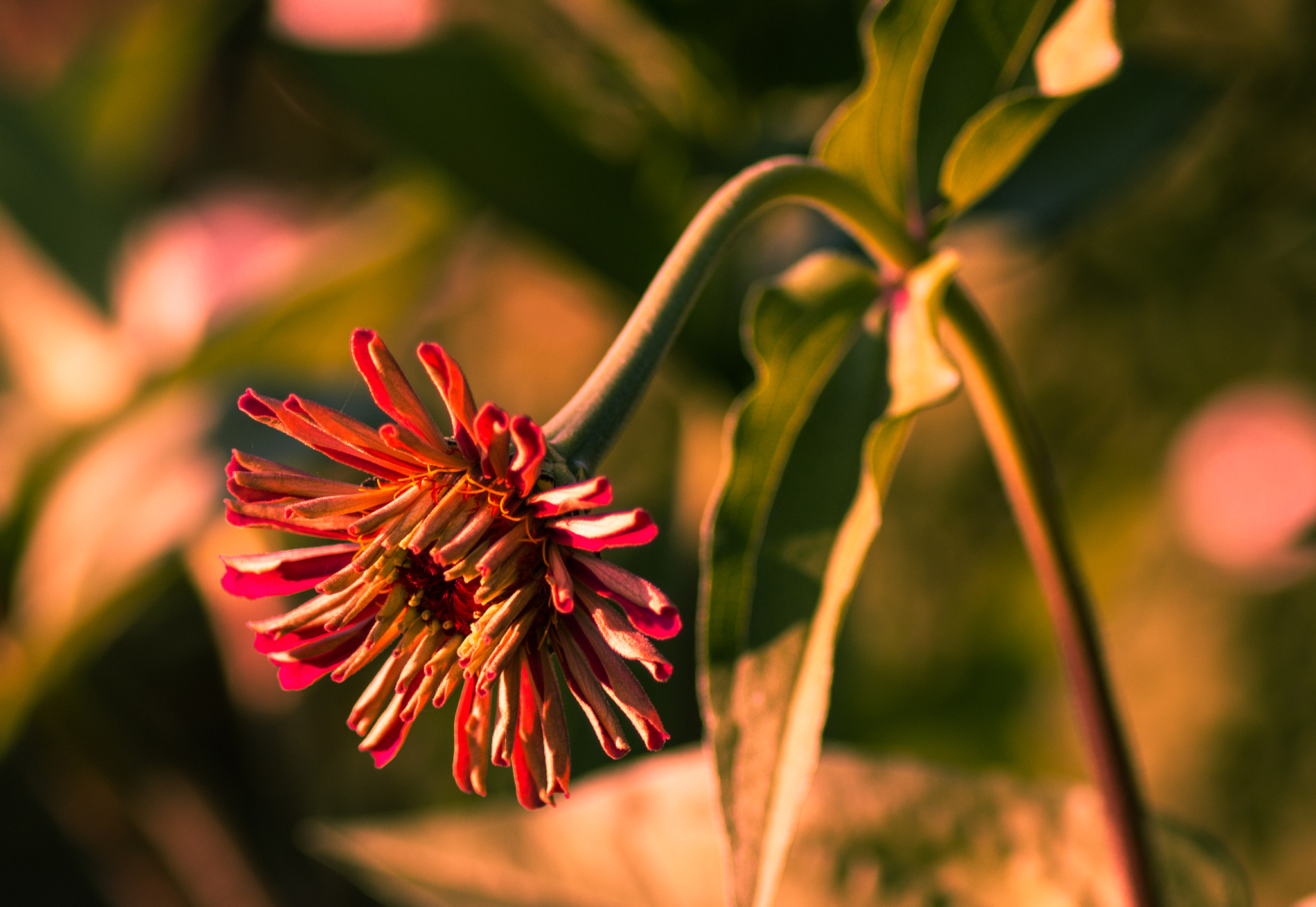 Canon EOS 70D sample photo. Garden flower photography