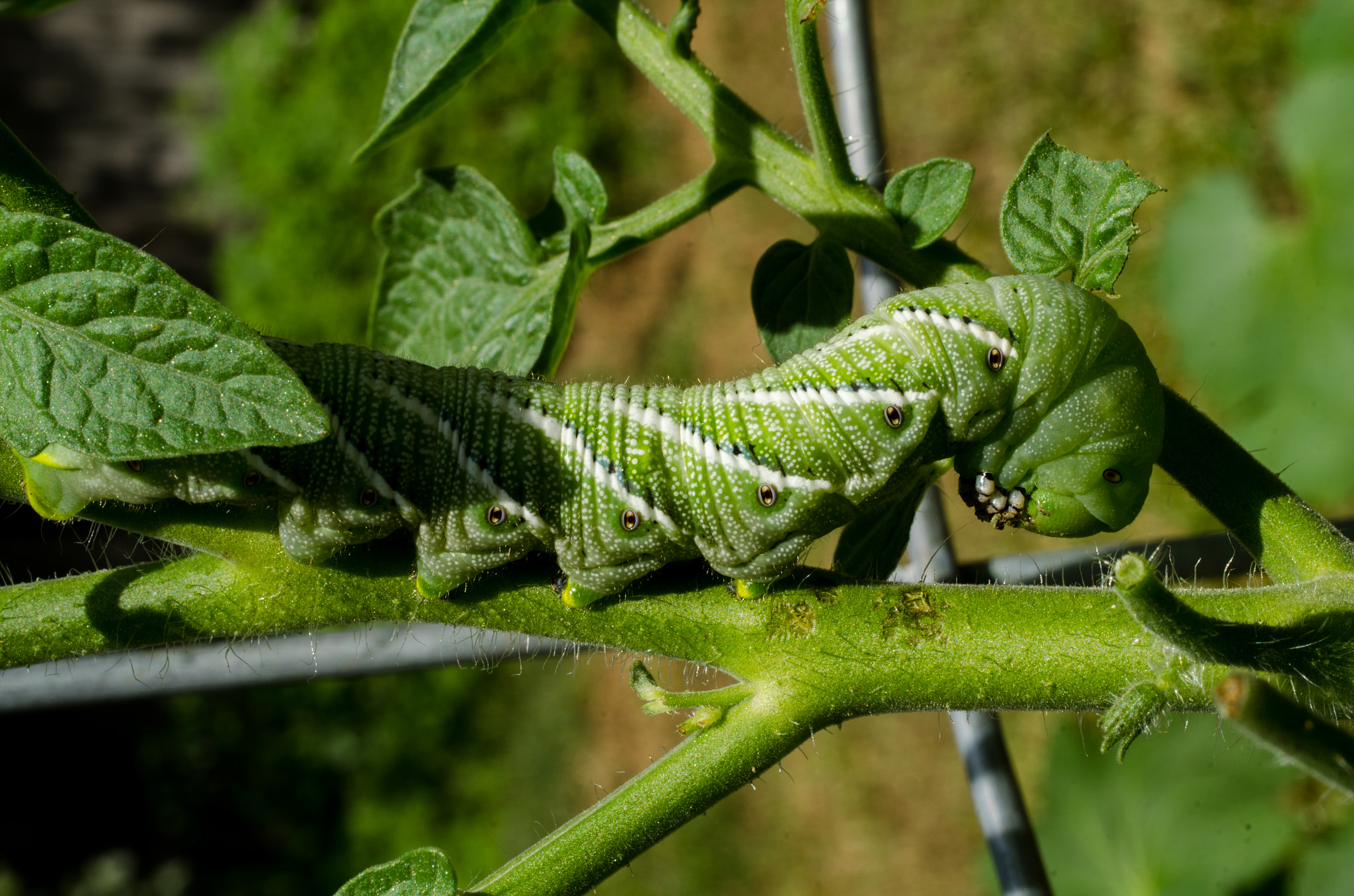Nikon D7000 + Sigma 50mm F2.8 EX DG Macro sample photo. Big green photography