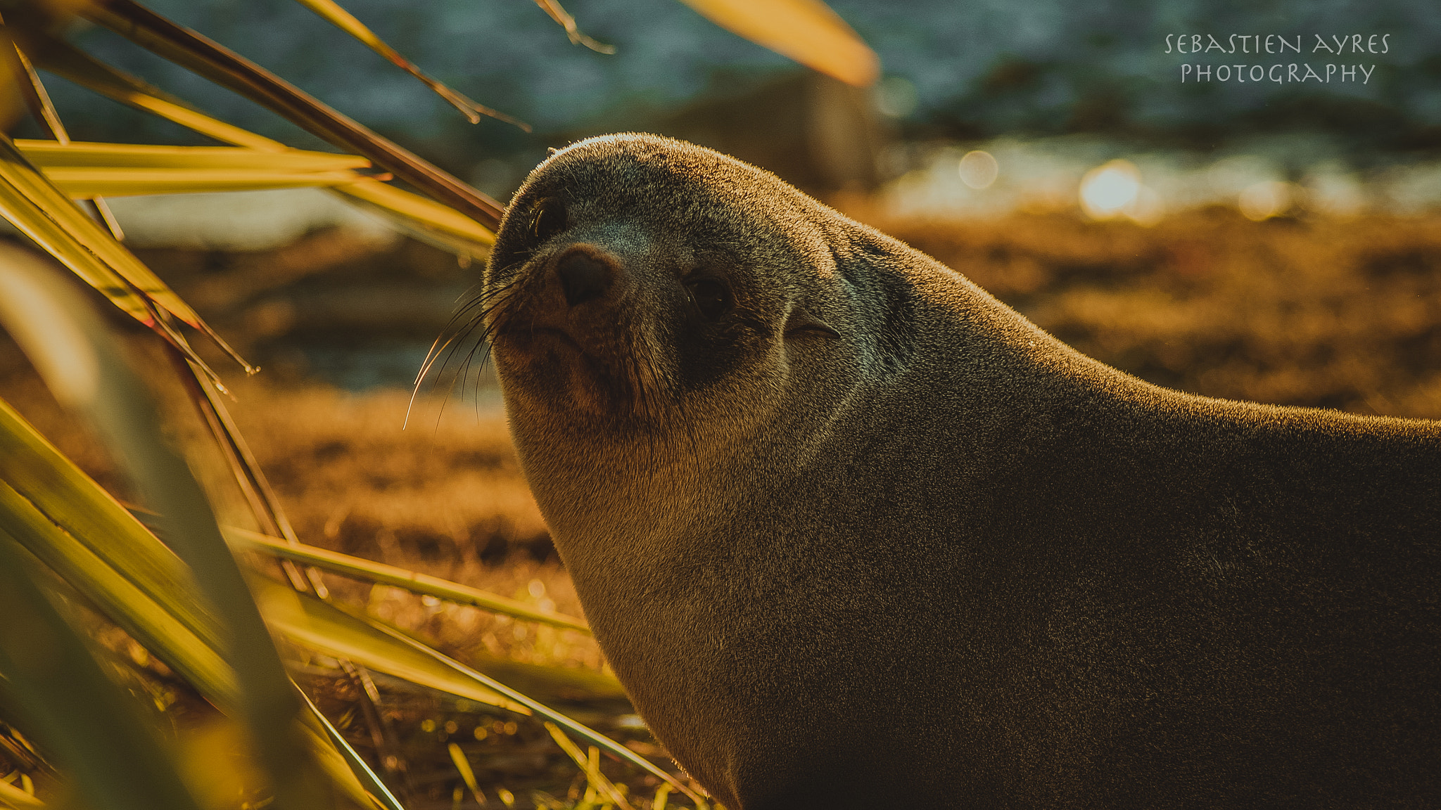 Tamron AF 70-300mm F4-5.6 Di LD Macro sample photo. Seal portrait photography
