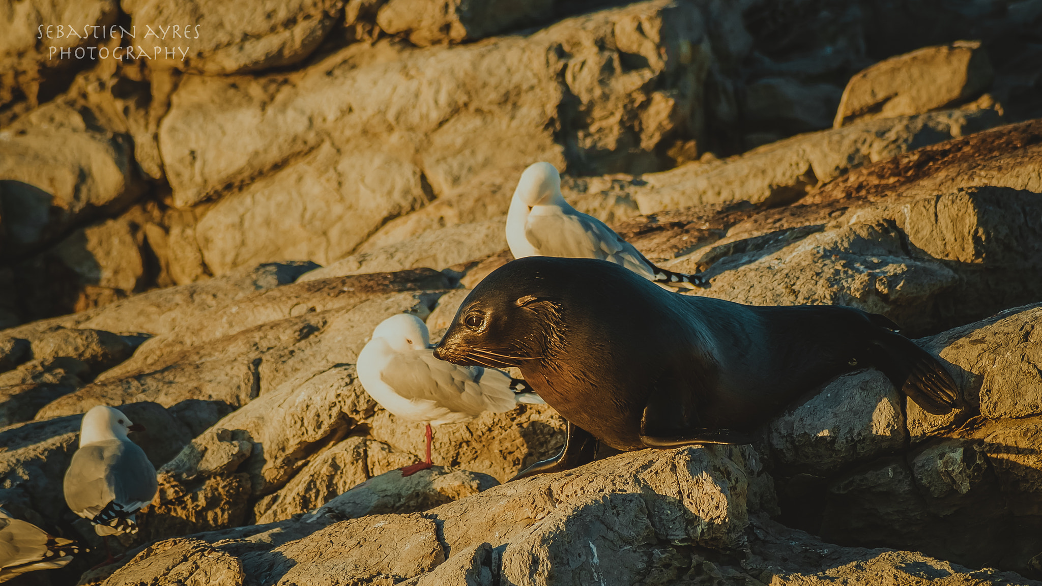 Tamron AF 70-300mm F4-5.6 Di LD Macro sample photo. Playing with the birds photography