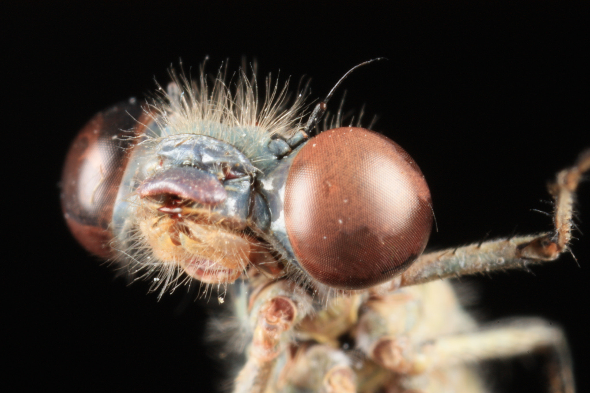 Canon MP-E 65mm F2.5 1-5x Macro Photo sample photo. Libelle photography