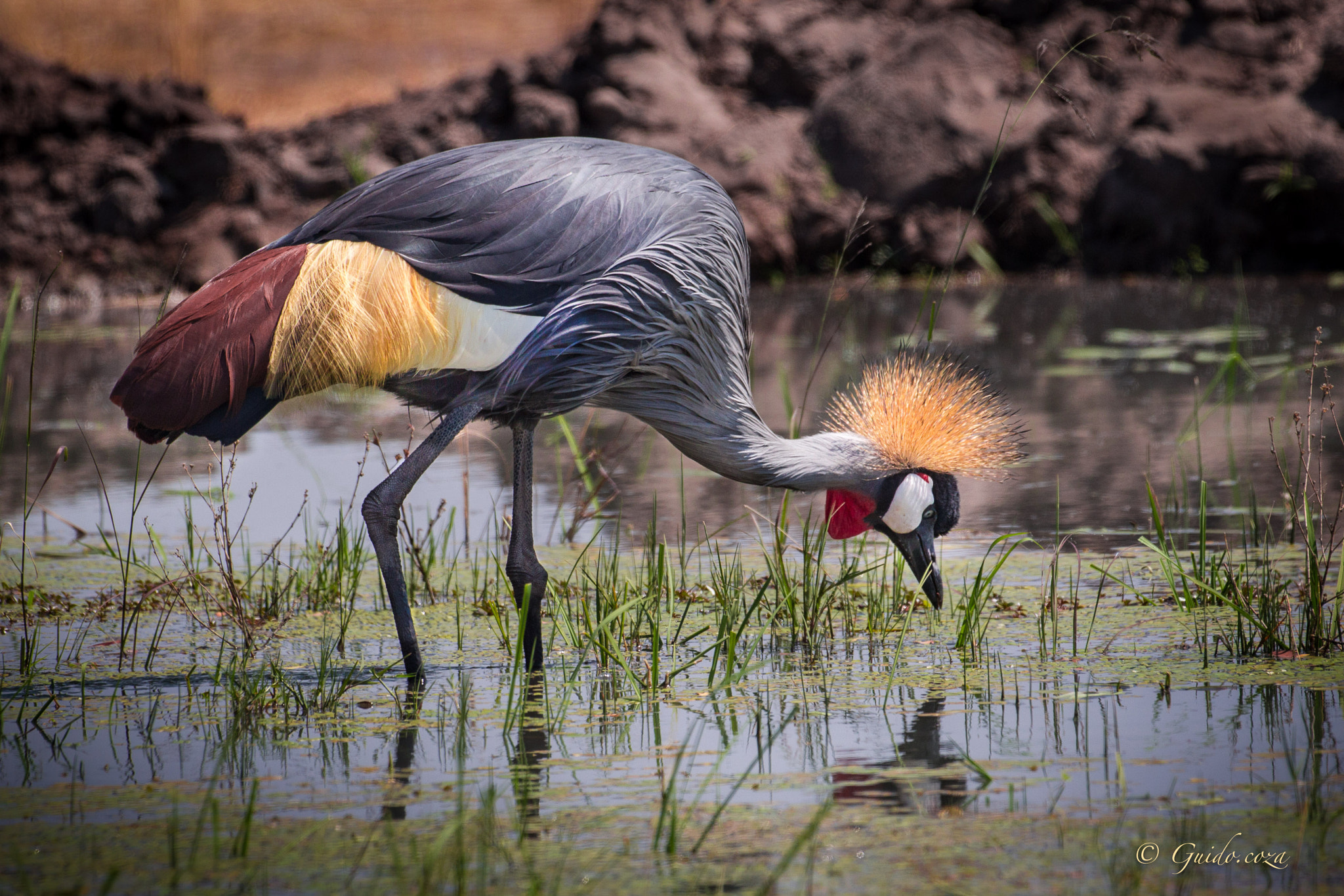 Canon EOS-1D Mark IV + Canon EF 300mm F4L IS USM sample photo. Crowned crane photography