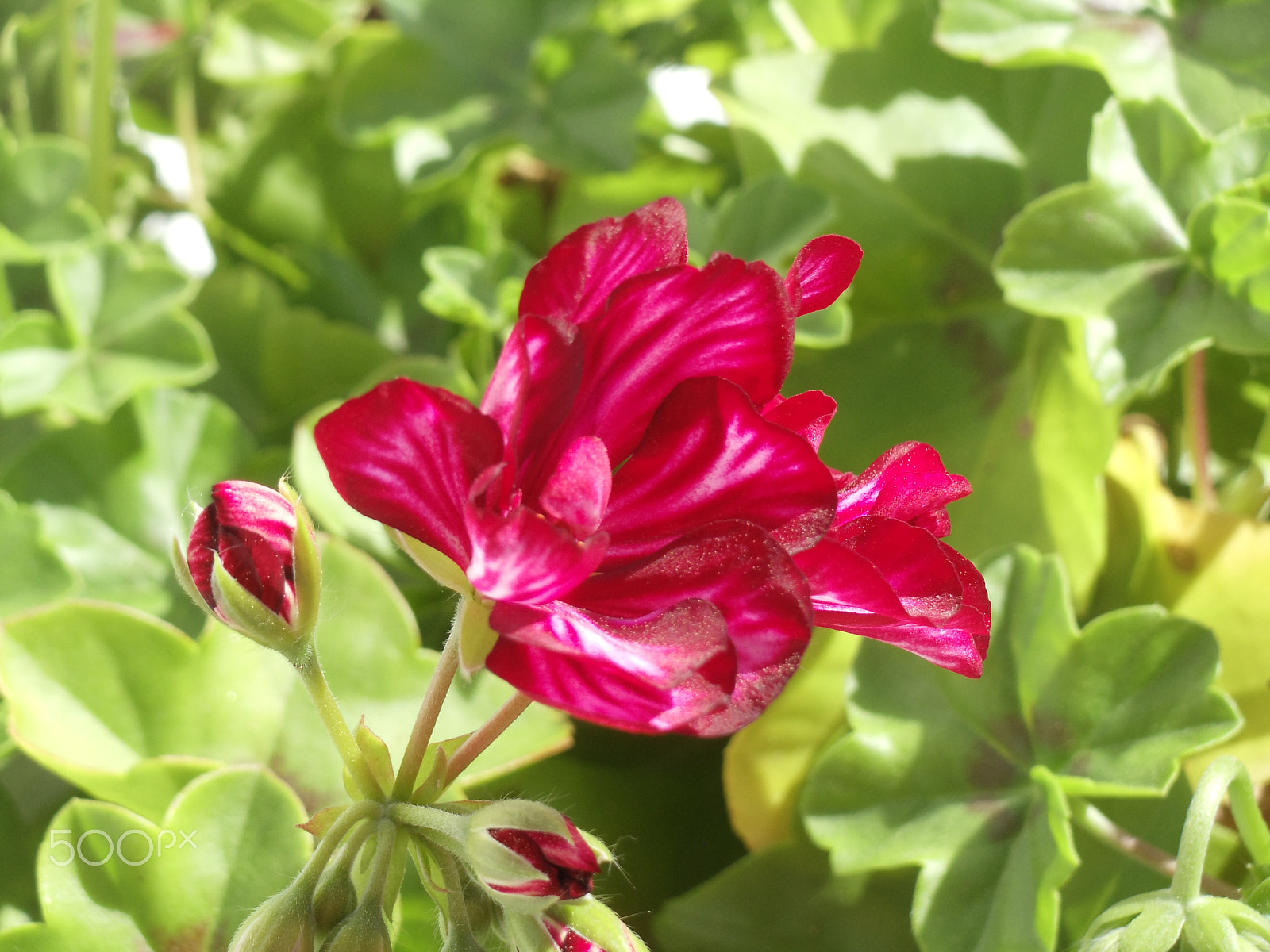 Sony Cyber-shot DSC-W370 sample photo. Wolfboro geranium photography