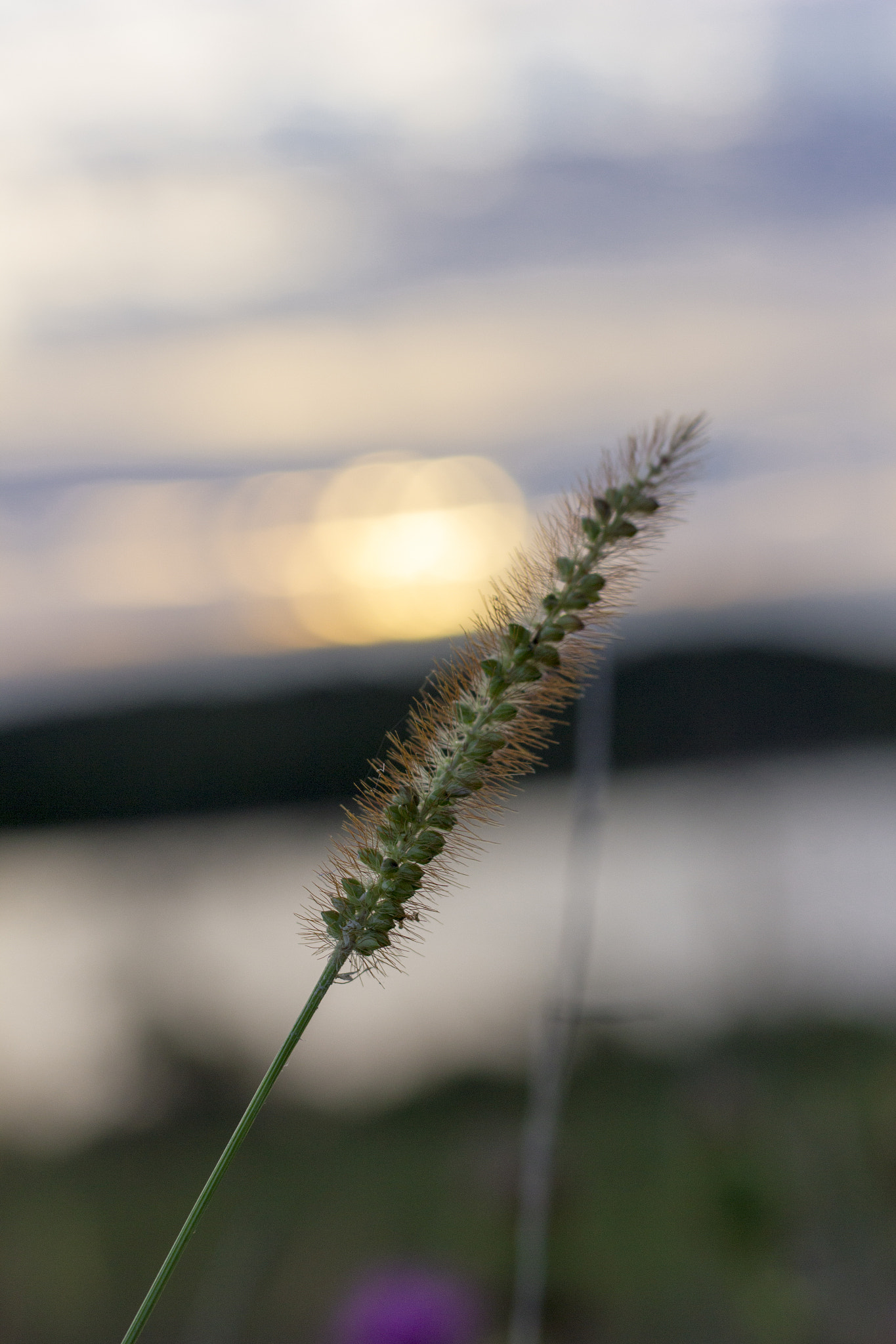 Canon EOS 550D (EOS Rebel T2i / EOS Kiss X4) sample photo. Fuzzy photography