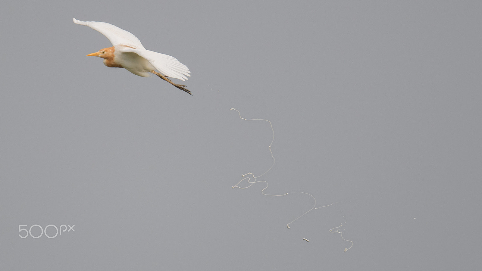 Nikon AF-S Nikkor 800mm F5.6E FL ED VR sample photo. Bombs away! photography