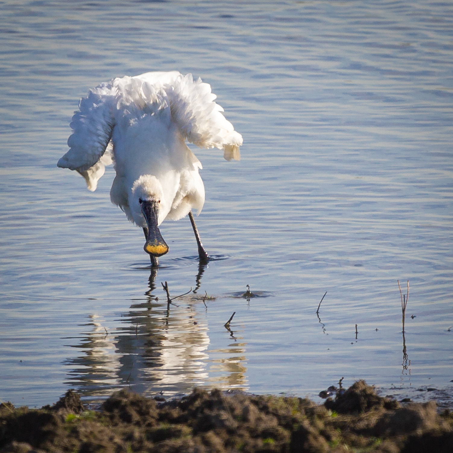 Canon EF 100-400mm F4.5-5.6L IS USM sample photo. Löffler (platalea leucorodia) photography
