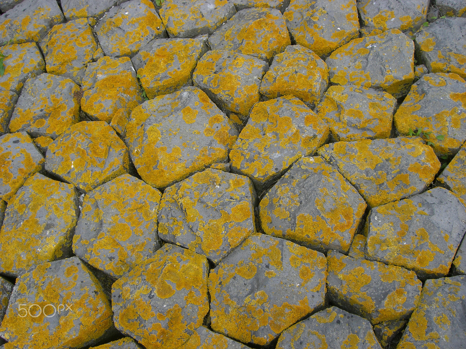 CASIO EX-Z600 sample photo. Basalt dike covered in lichen moss. photography