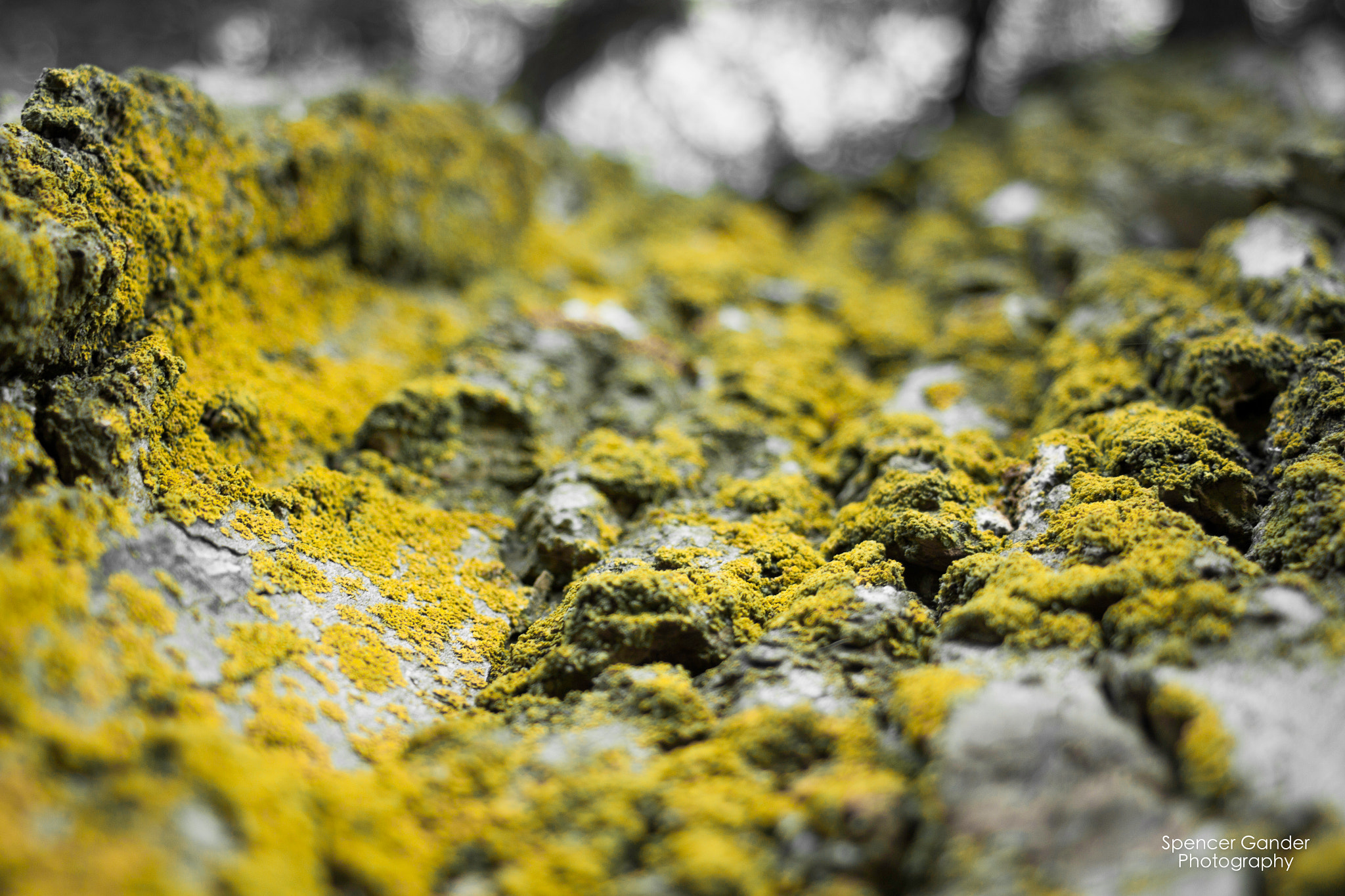 Canon EF 28-80mm f/3.5-5.6 USM IV sample photo. Tree canyon photography