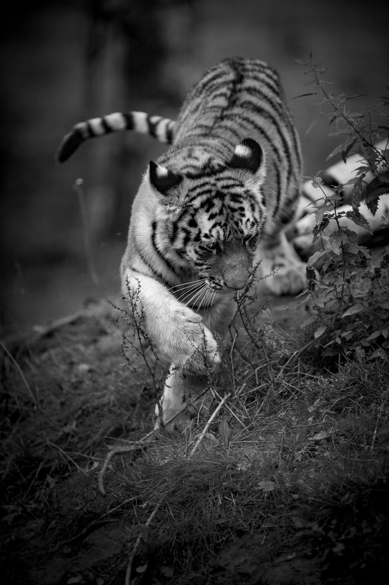 Nikon AF-S Nikkor 300mm F2.8G ED VR II sample photo. Jeune tigre photography