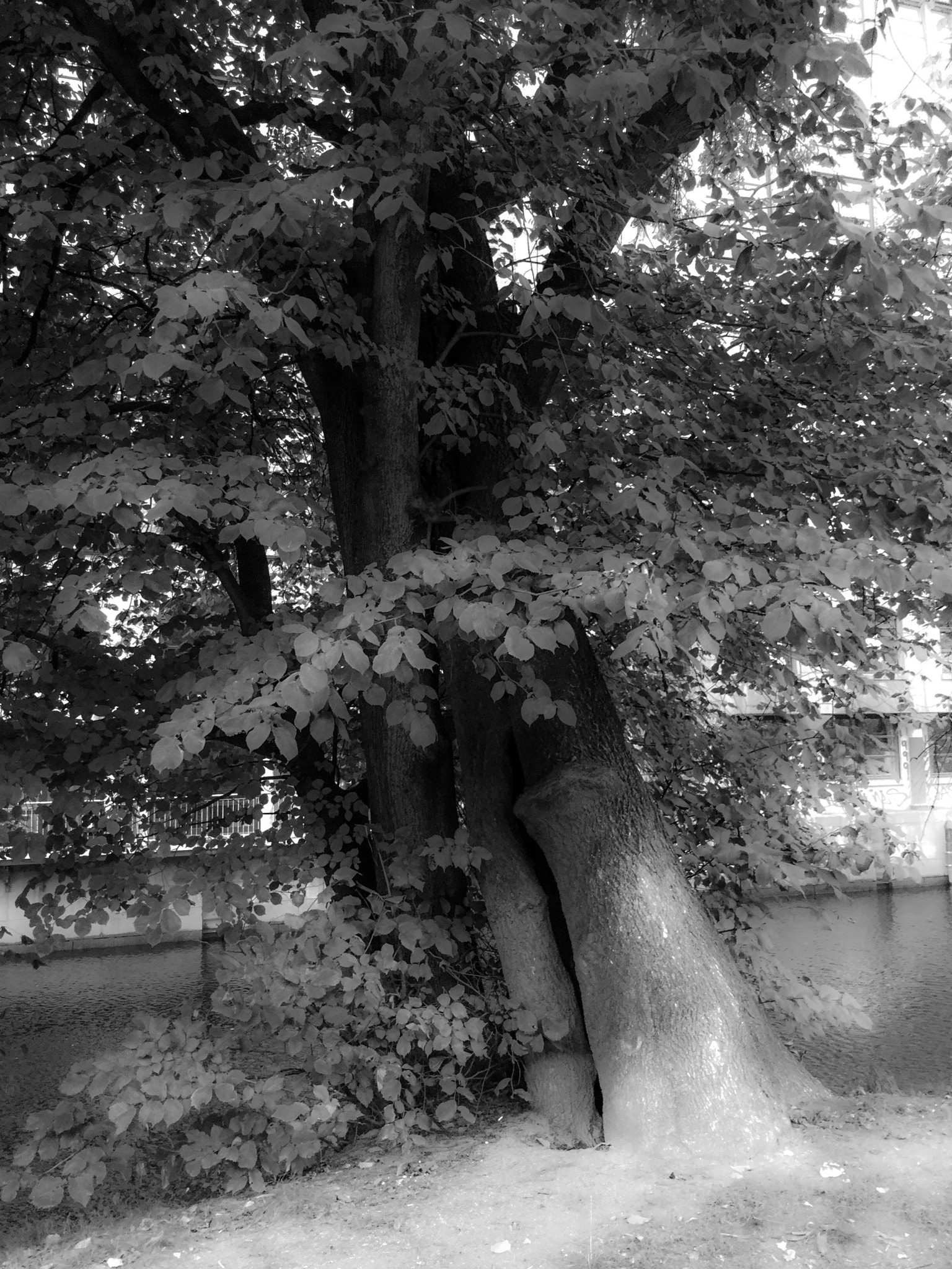 iPad Air 2 back camera 3.3mm f/2.4 sample photo. 'greetings mr. oldtree' photography
