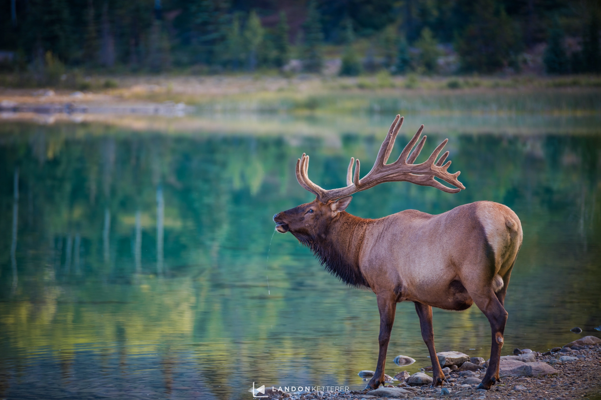 Canon EOS 5DS sample photo. Morning thirst photography