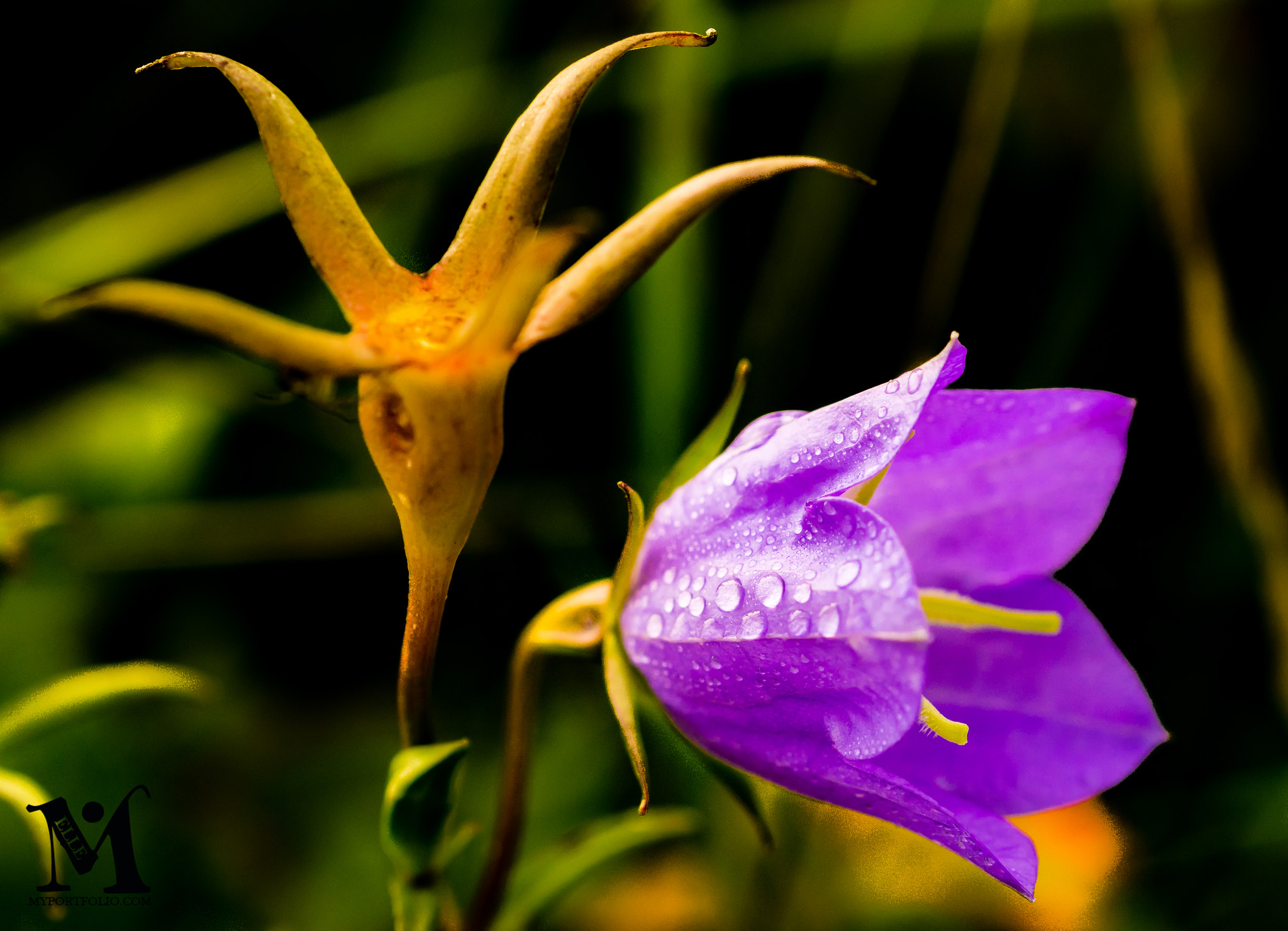 Sony a7 + Sony 50mm F2.8 Macro sample photo. Flower mornings photography