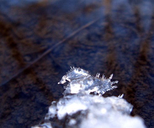 Canon POWERSHOT A650 IS sample photo. Ice sculpture photography