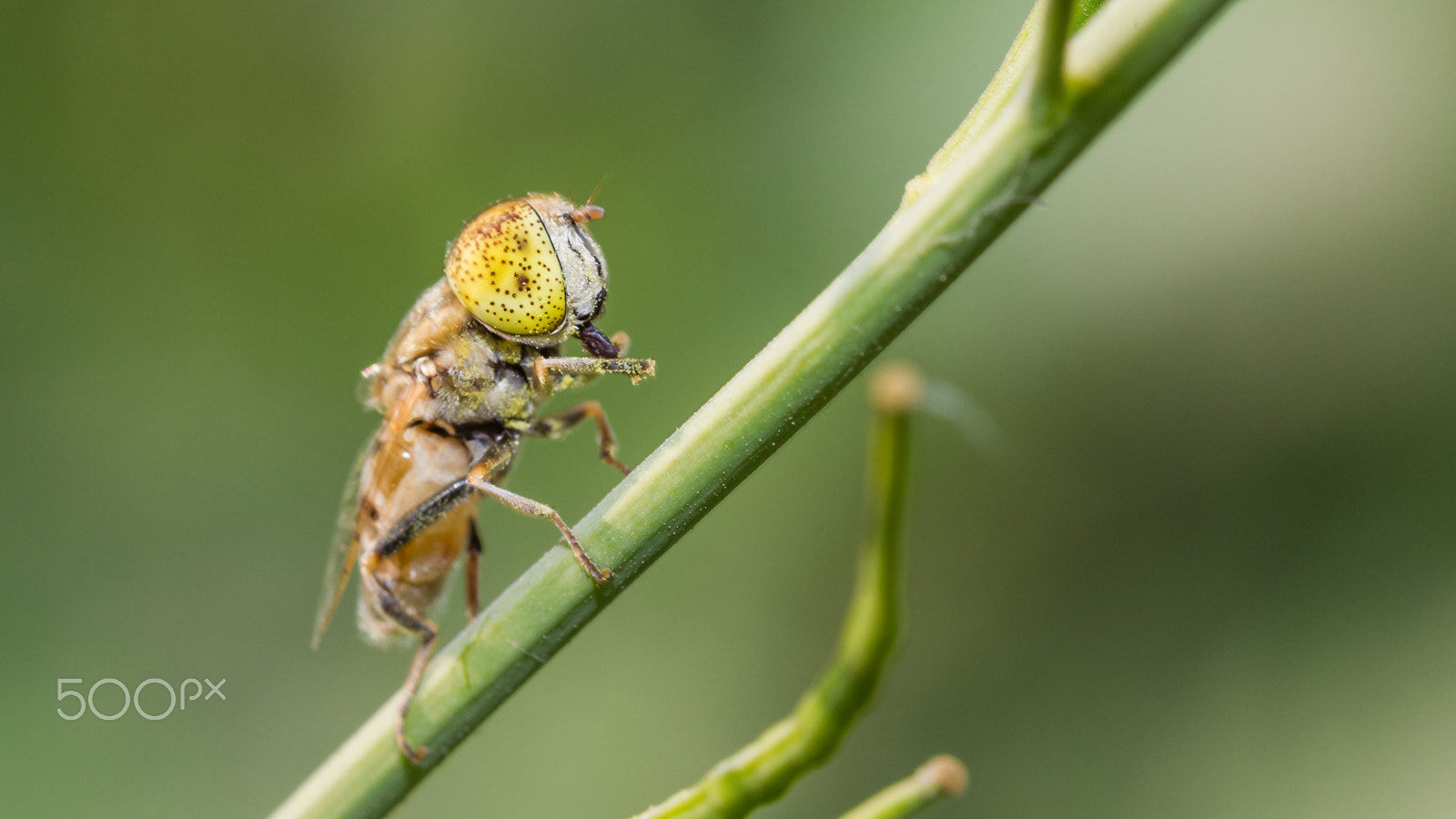 Canon EOS-1D Mark IV sample photo. Macro nature photography