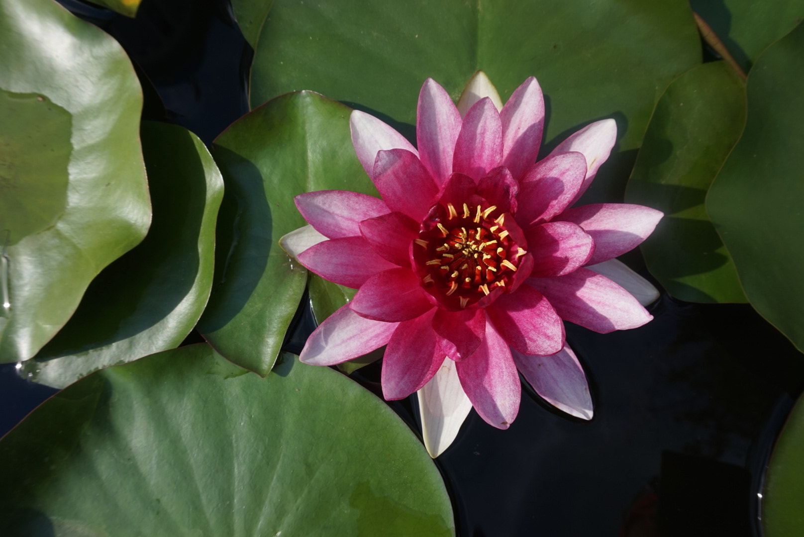 Sony Alpha QX1 sample photo. Lotus flowers photography