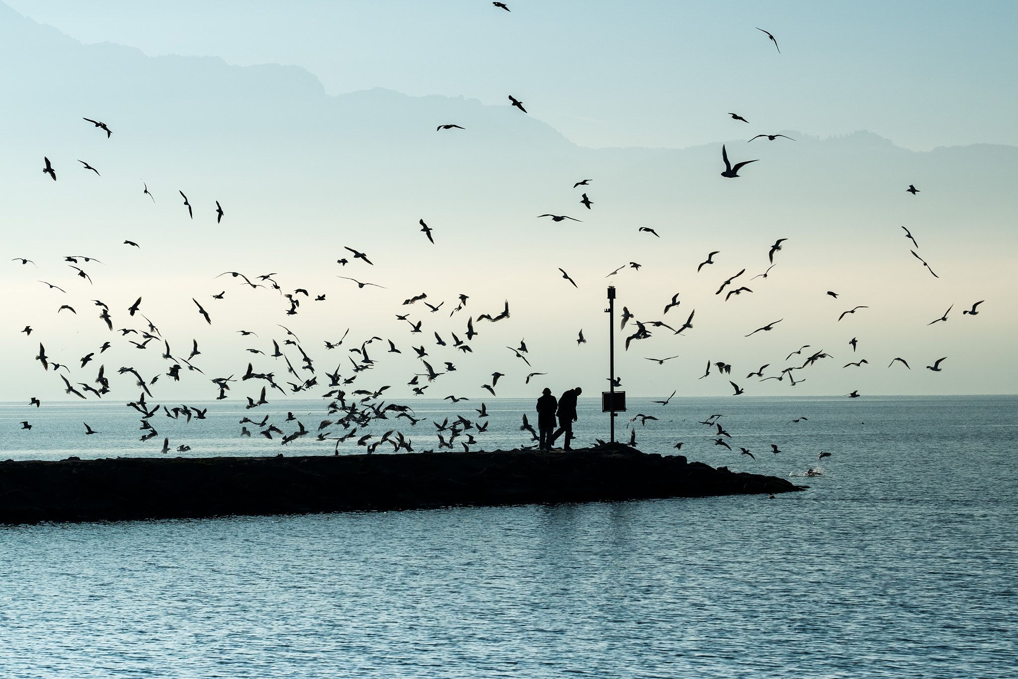 Fujifilm X-Pro1 + Fujifilm XF 90mm F2 R LM WR sample photo. The birds, vaud, switzerland photography