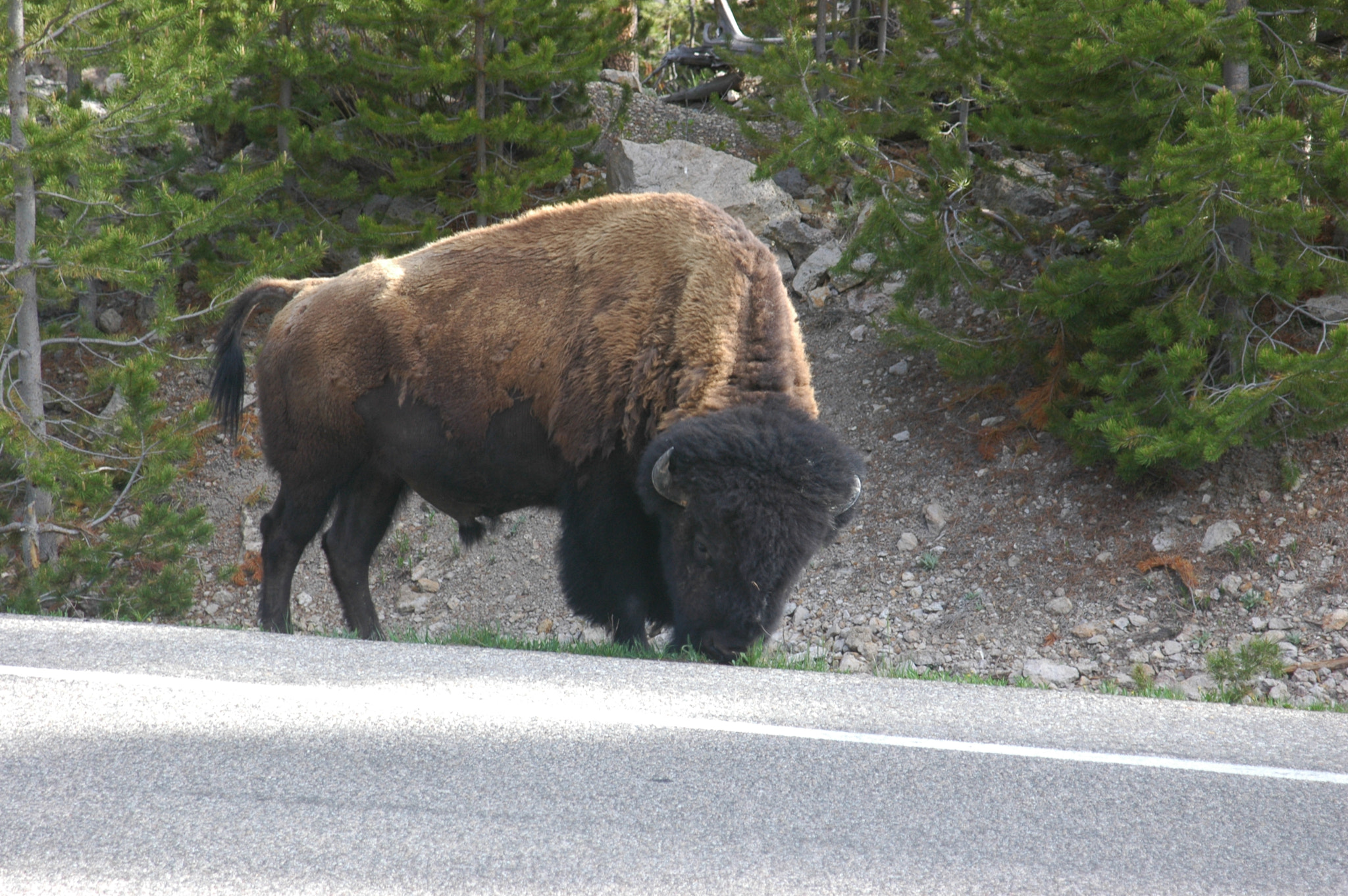 Nikon D70s + AF Zoom-Nikkor 24-120mm f/3.5-5.6D IF sample photo. Buffalo in the middle of a road photography