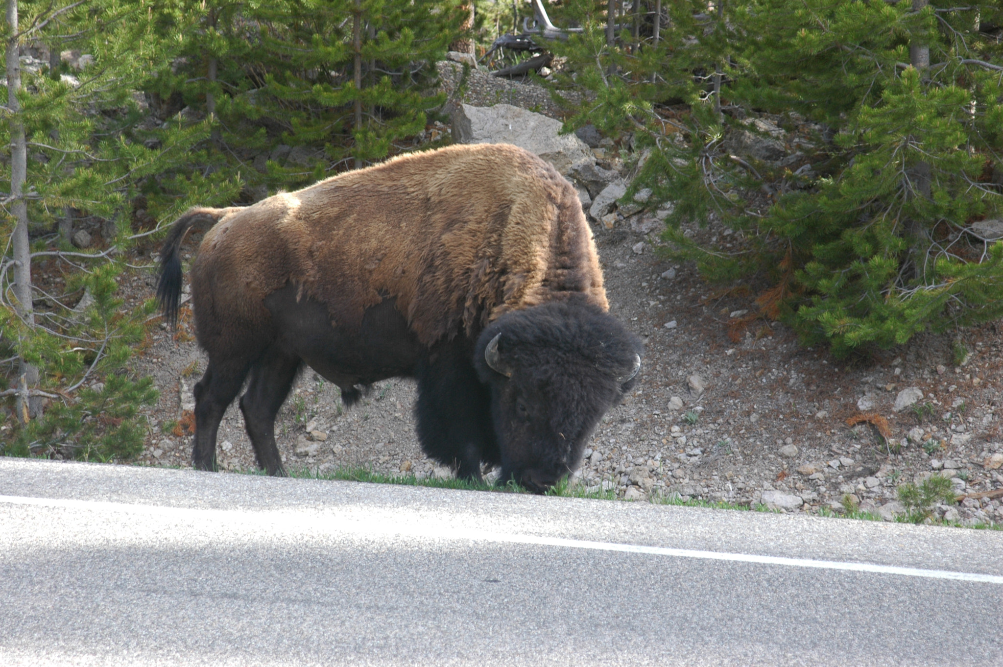 AF Zoom-Nikkor 24-120mm f/3.5-5.6D IF sample photo. Buffalo in the middle of a road photography