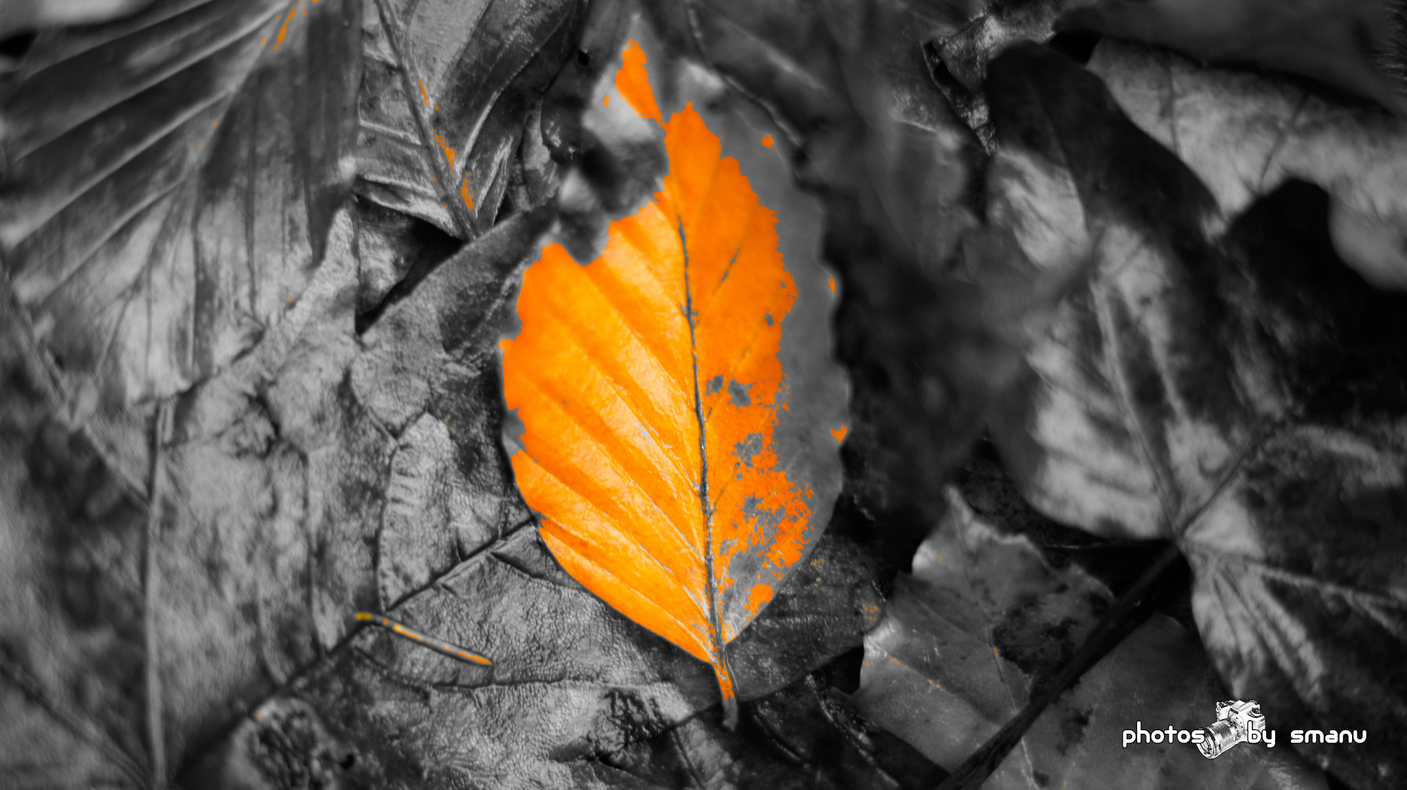 Sony SLT-A55 (SLT-A55V) + Sony DT 50mm F1.8 SAM sample photo. Just a leaf photography