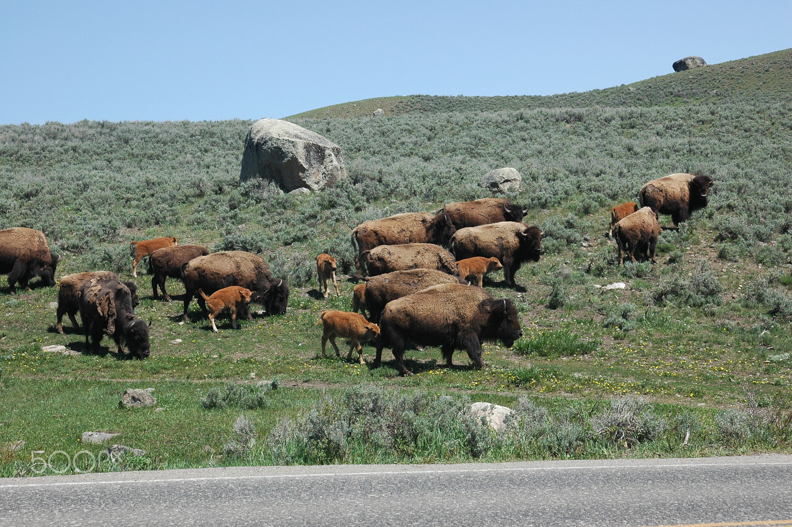 Nikon D70s + AF Zoom-Nikkor 24-120mm f/3.5-5.6D IF sample photo. A herd of buffalo grazing photography