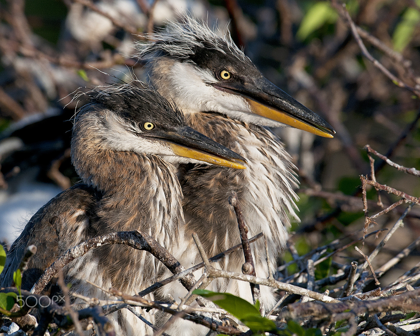 Nikon D300 + Nikon AF-S Nikkor 600mm F4G ED VR sample photo. Two chicks photography