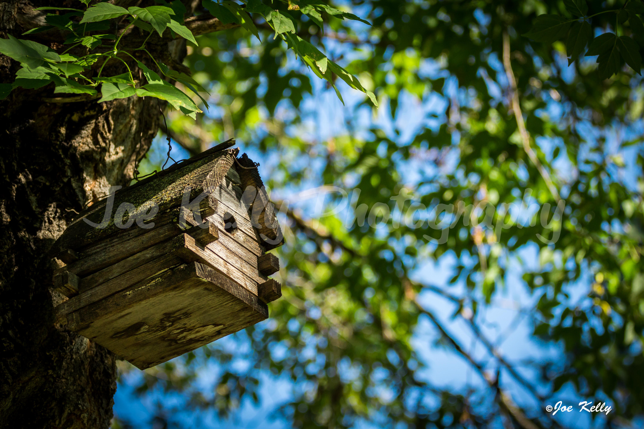 Canon EOS 750D (EOS Rebel T6i / EOS Kiss X8i) + Canon EF 70-200mm F4L USM sample photo. Vacant birdhouse photography