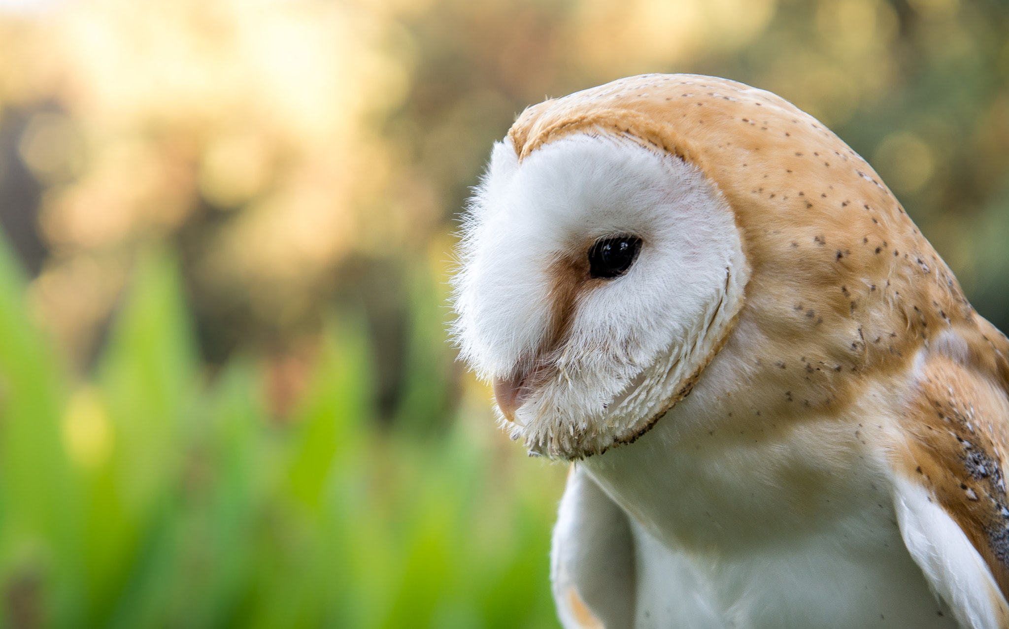 Sigma 17-70mm F2.8-4.5 DC Macro Asp. IF sample photo. Owl profile pic photography