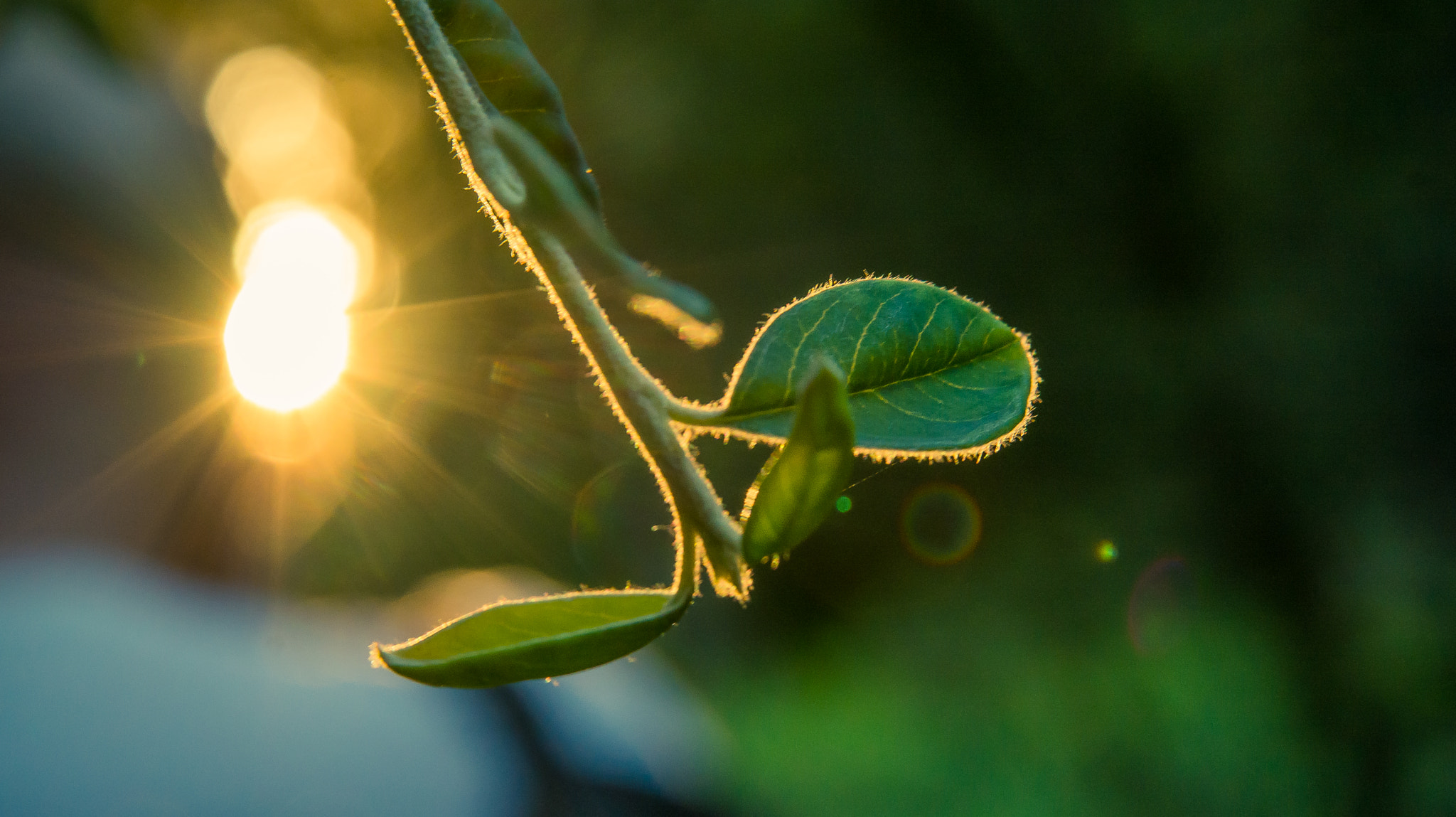 Sigma 17-70mm F2.8-4.5 DC Macro Asp. IF sample photo. Cinematic leaf photography