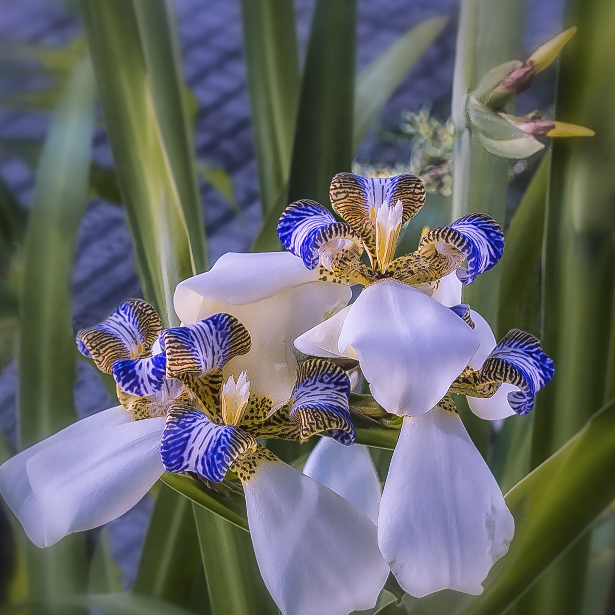 Olympus PEN E-P3 sample photo. Iris. photography