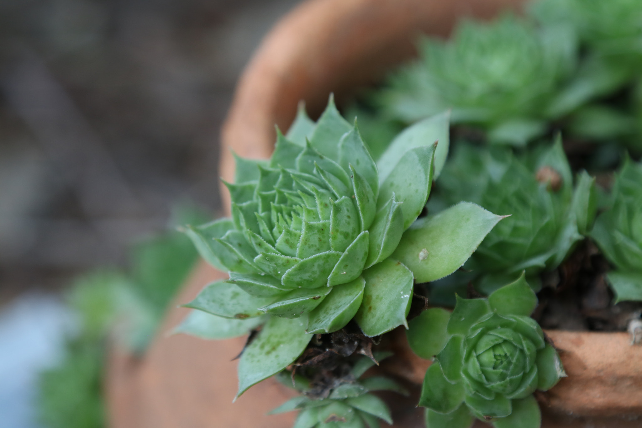 Canon EOS 760D (EOS Rebel T6s / EOS 8000D) sample photo. Tiny background garden photography