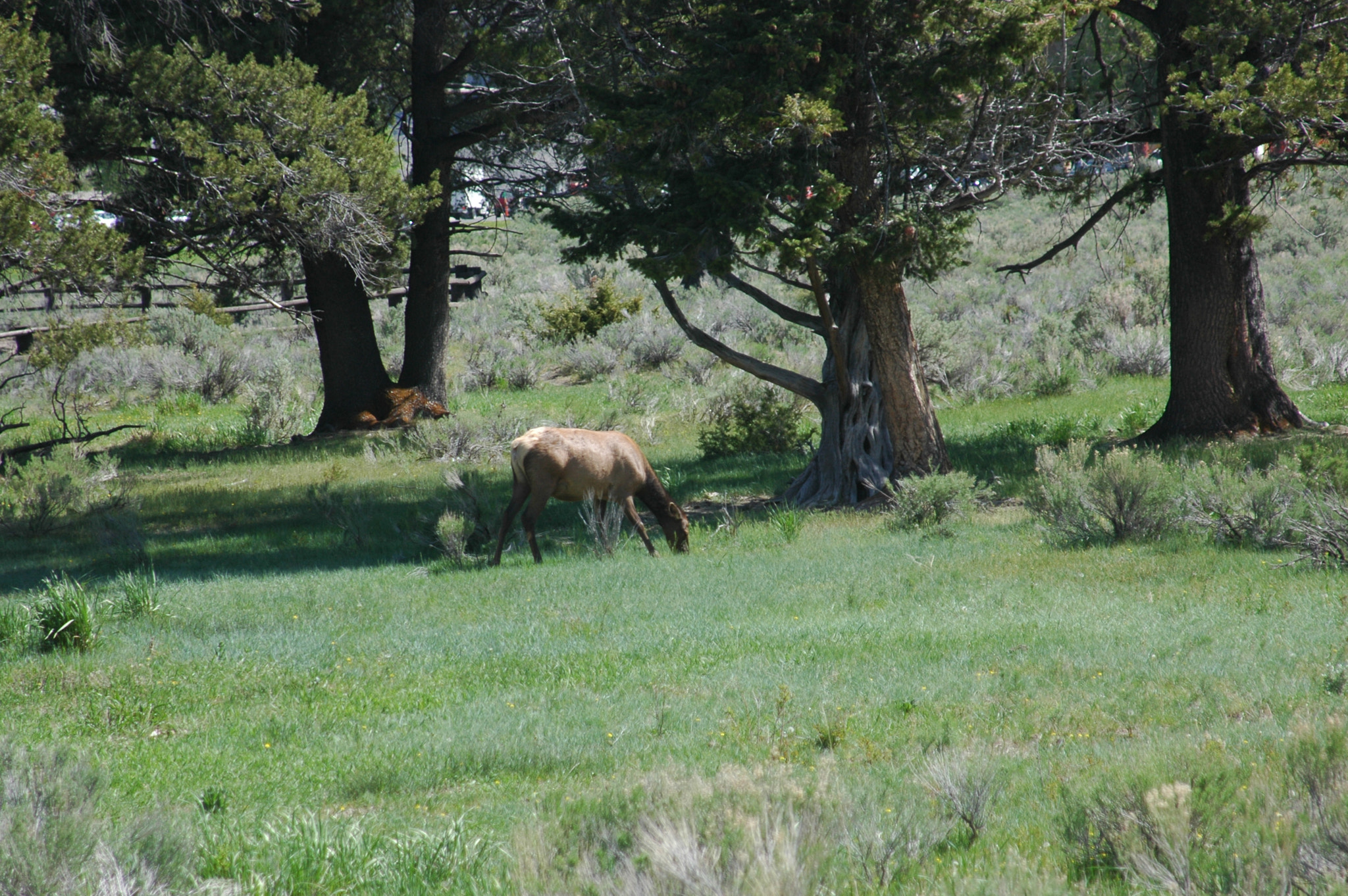 Nikon D70s + AF Zoom-Nikkor 24-120mm f/3.5-5.6D IF sample photo. Elk in natural habitat photography