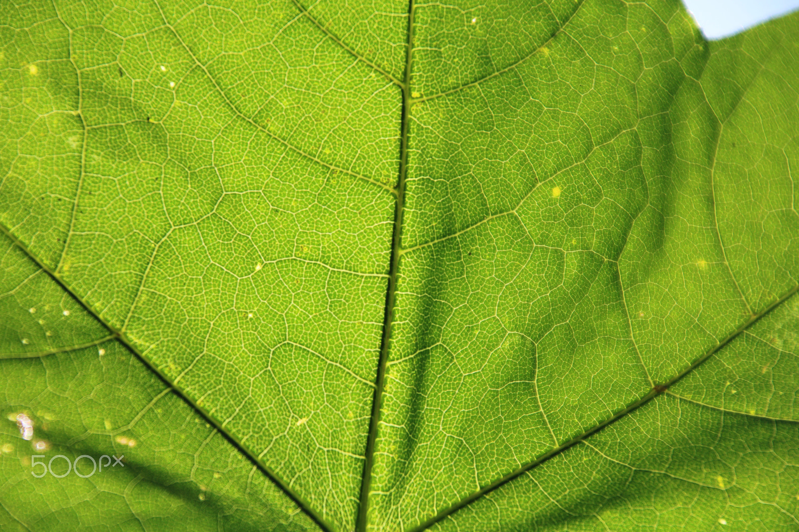 Canon EOS 750D (EOS Rebel T6i / EOS Kiss X8i) + Canon TS-E 90mm F2.8 Tilt-Shift sample photo. Leaf sun photography