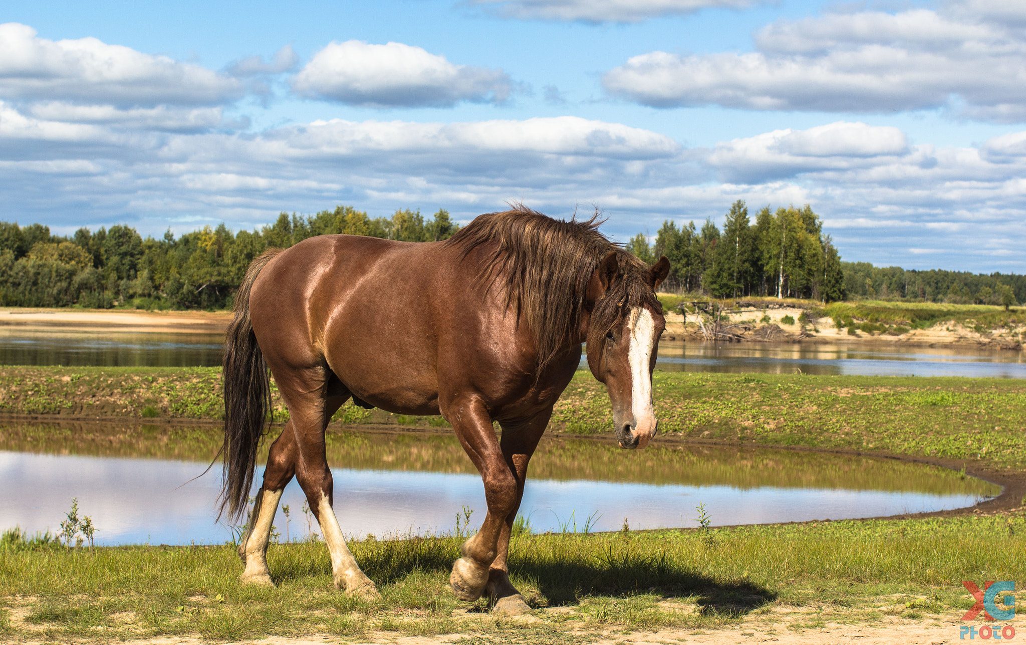 Canon EOS 600D (Rebel EOS T3i / EOS Kiss X5) + Canon EF 50mm F1.2L USM sample photo. Gracefulness horses photography