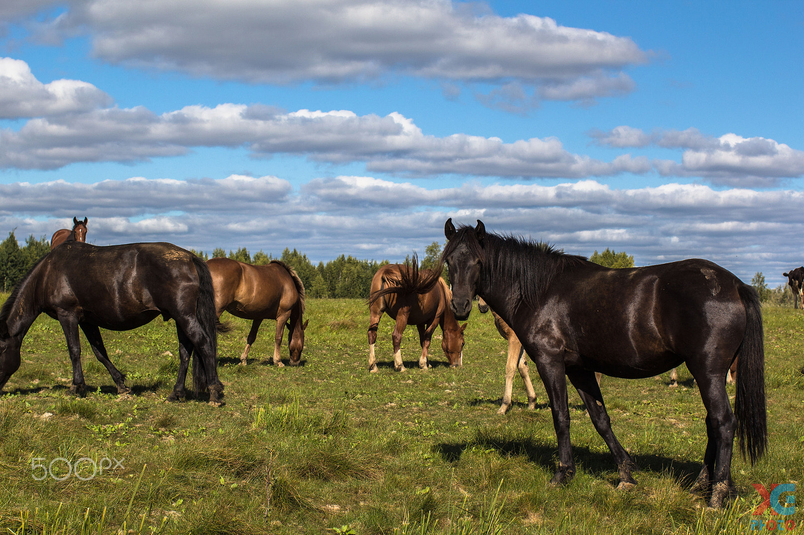 Canon EOS 600D (Rebel EOS T3i / EOS Kiss X5) + Canon EF 50mm F1.2L USM sample photo. Gracefulness horses -2 photography