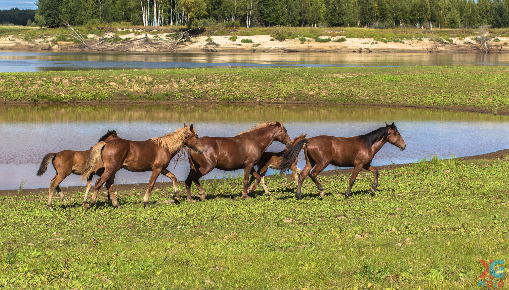 Canon EOS 600D (Rebel EOS T3i / EOS Kiss X5) + Canon EF 50mm F1.2L USM sample photo. Gracefulness horses -3 photography