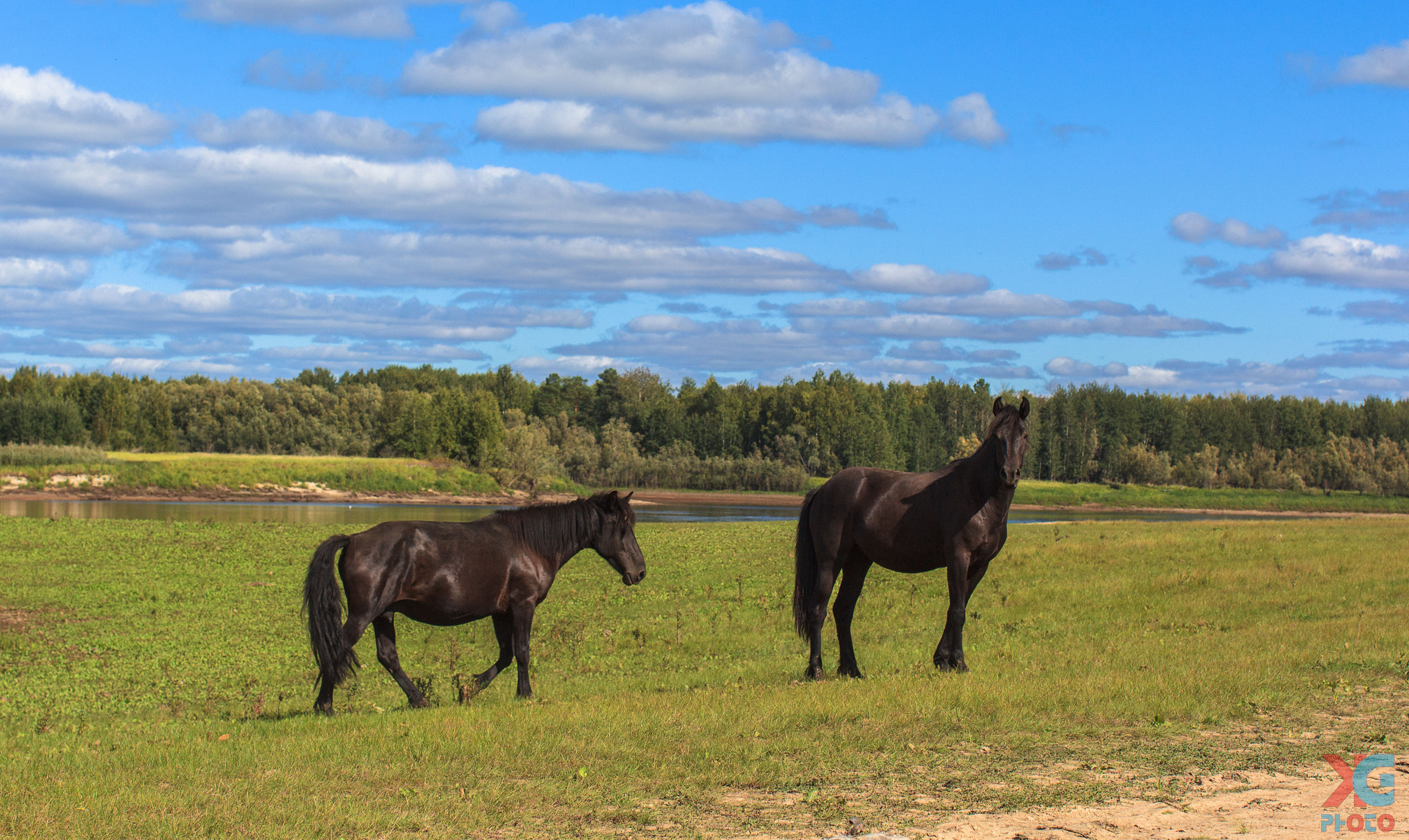 Canon EOS 600D (Rebel EOS T3i / EOS Kiss X5) + Canon EF 50mm F1.2L USM sample photo. Gracefulness horses -4 photography