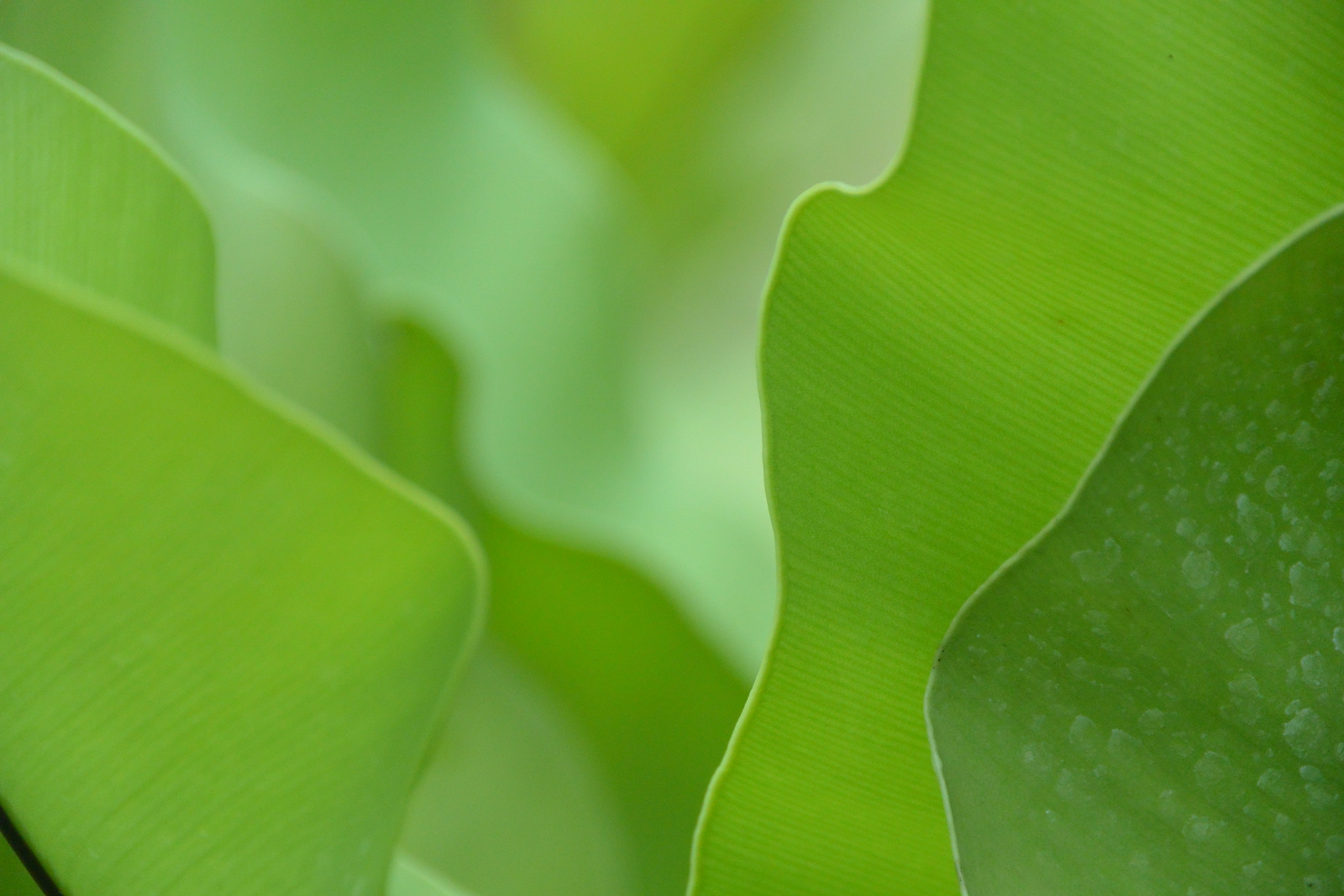 Nikon 1 V2 sample photo. Green thailand photography