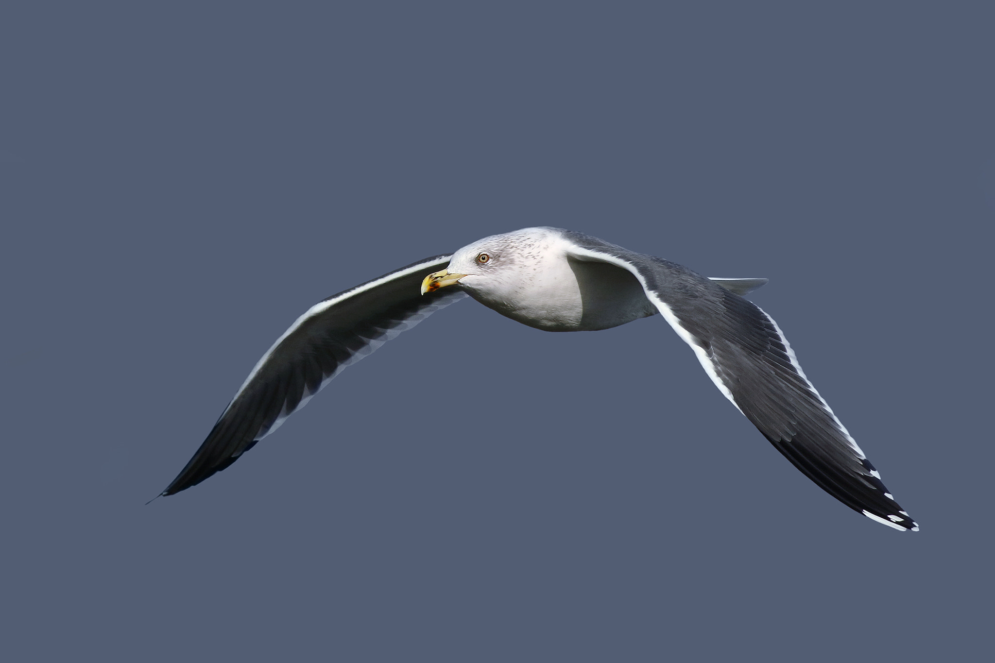 Canon EF 500mm f/4.5L sample photo. Black backed gull photography