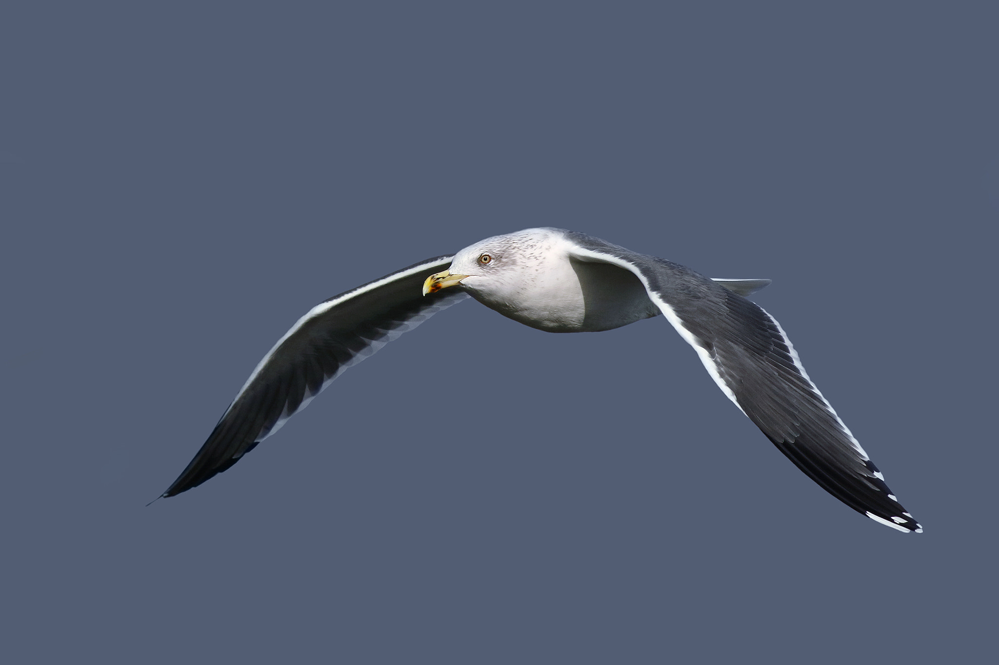 Canon EOS 7D Mark II + Canon EF 500mm f/4.5L sample photo. Black backed gull photography