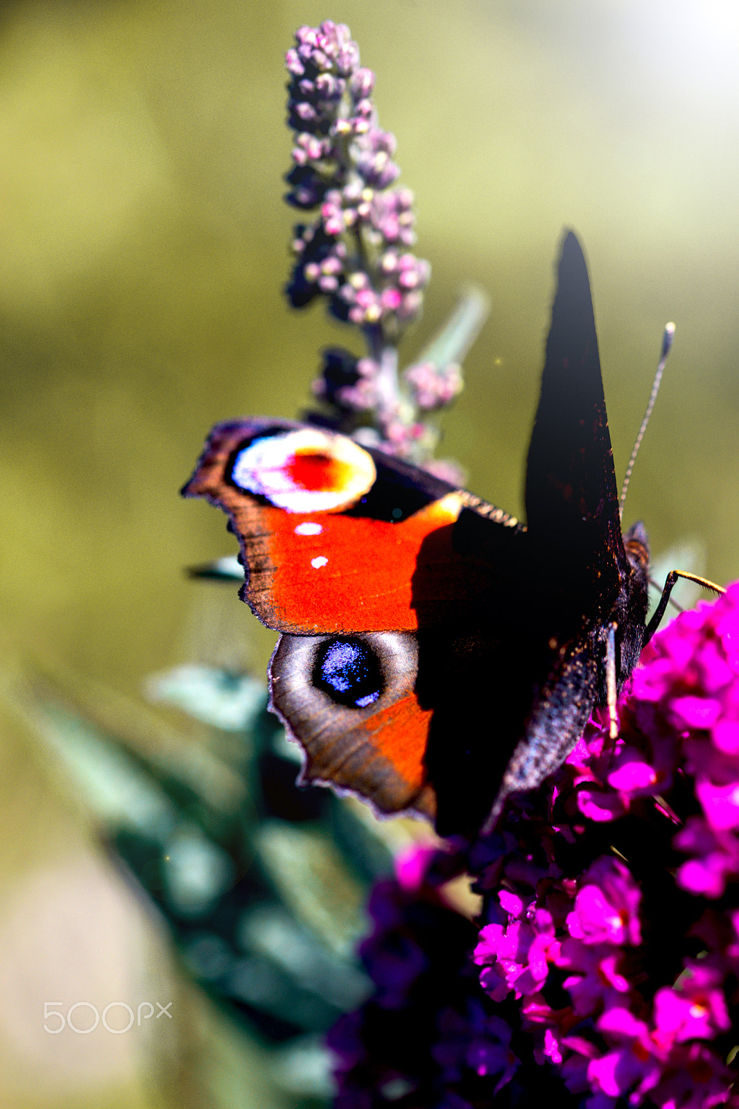 Sony a99 II + 105mm F2.8 sample photo. Summertime photography