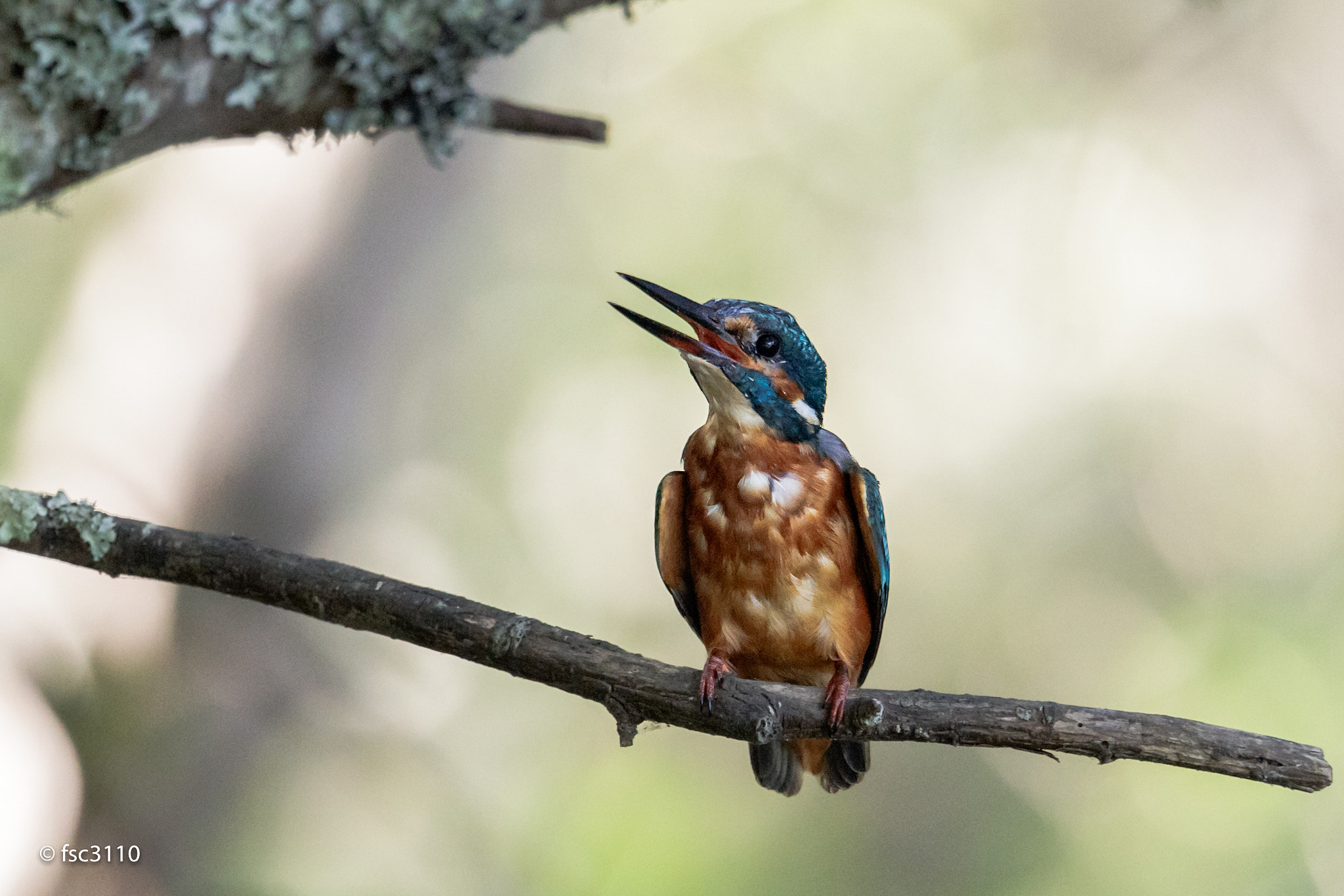 Canon EF 500mm F4L IS II USM sample photo. European kingfisher photography