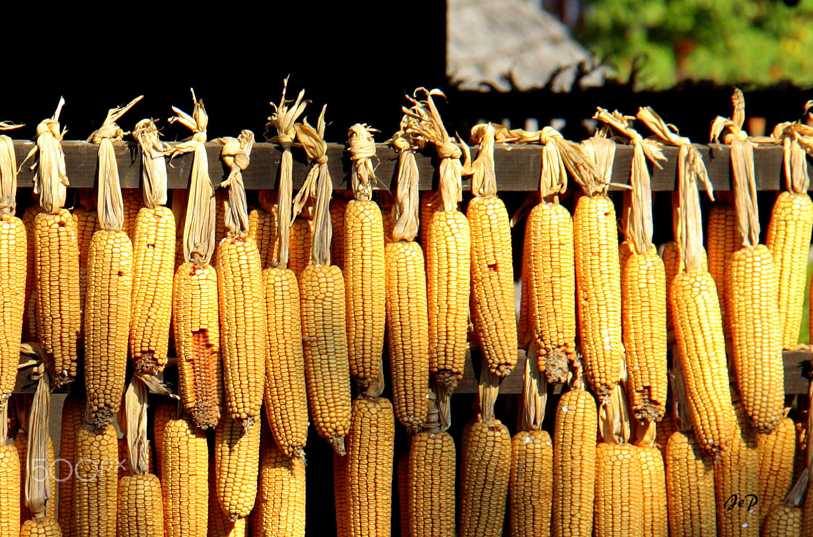 Canon EOS 1000D (EOS Digital Rebel XS / EOS Kiss F) sample photo. Corn in hrvatsko zagorje, croatia photography