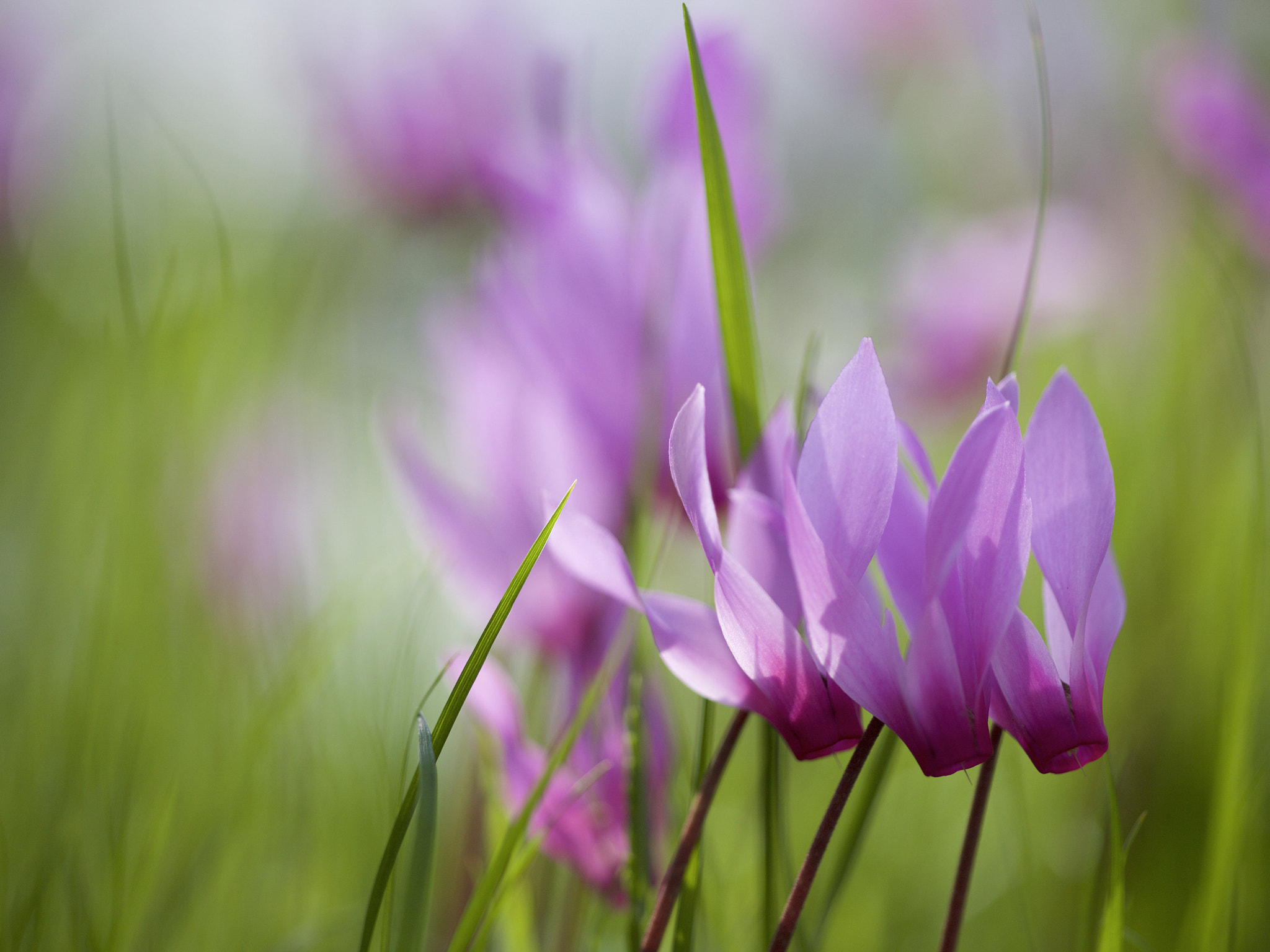 Sigma APO Macro 150mm f/2.8 EX DG HSM sample photo. Jolly trio photography