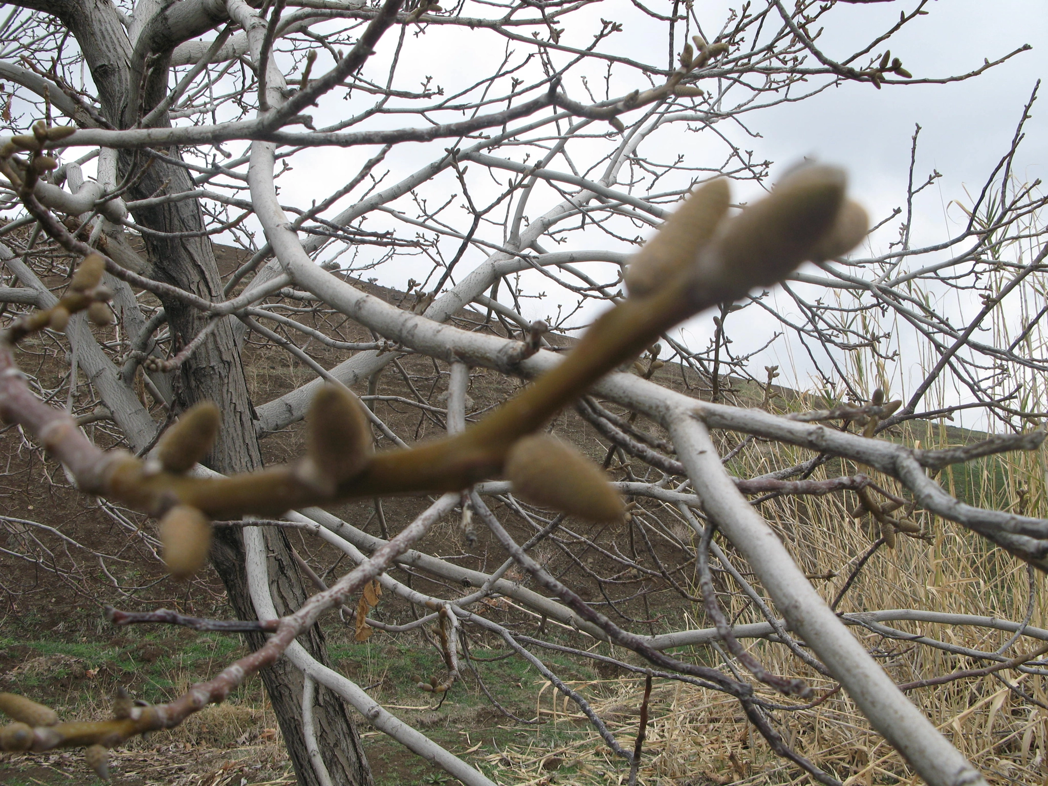 Canon POWERSHOT G7 sample photo. Img photography
