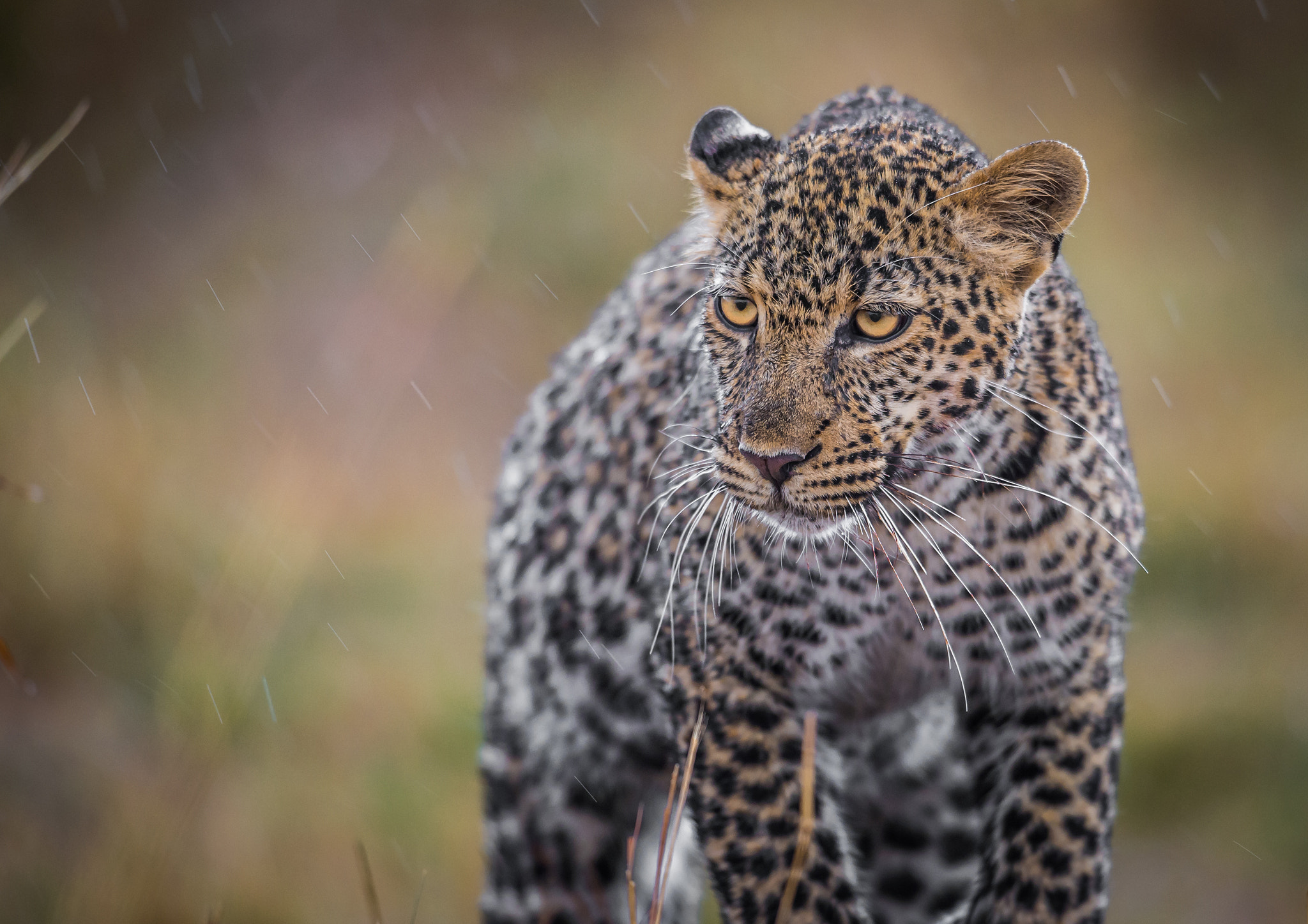 Nikon D4S + Nikon AF-S Nikkor 600mm F4G ED VR sample photo. In the rain photography