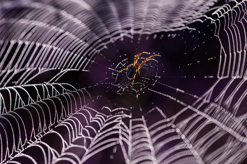 Canon EF 180mm F3.5L Macro USM sample photo. Spiderweb photography