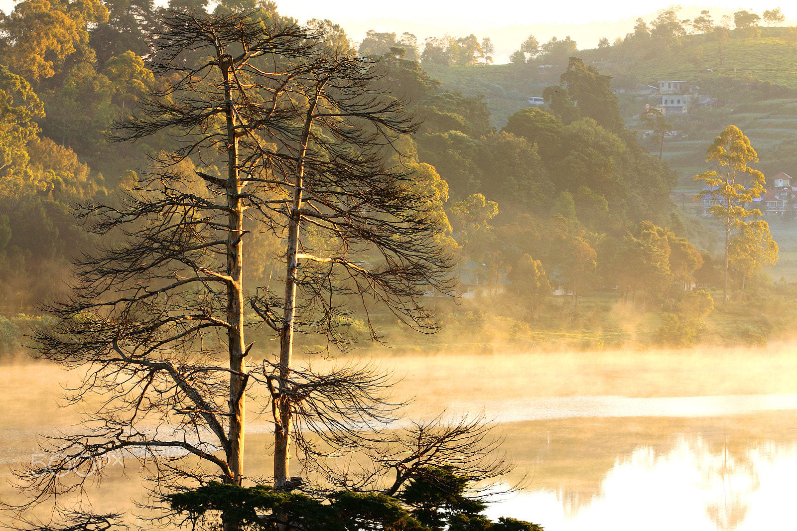Canon EOS 50D sample photo. The mist photography