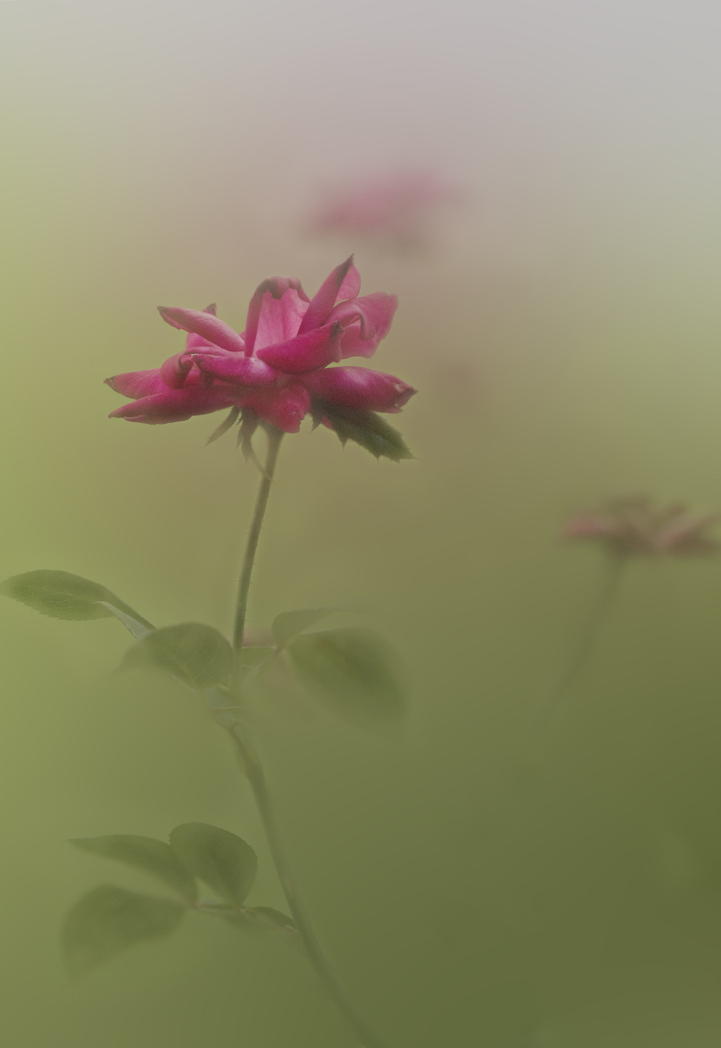 Phase One P65+ sample photo. Merging photography