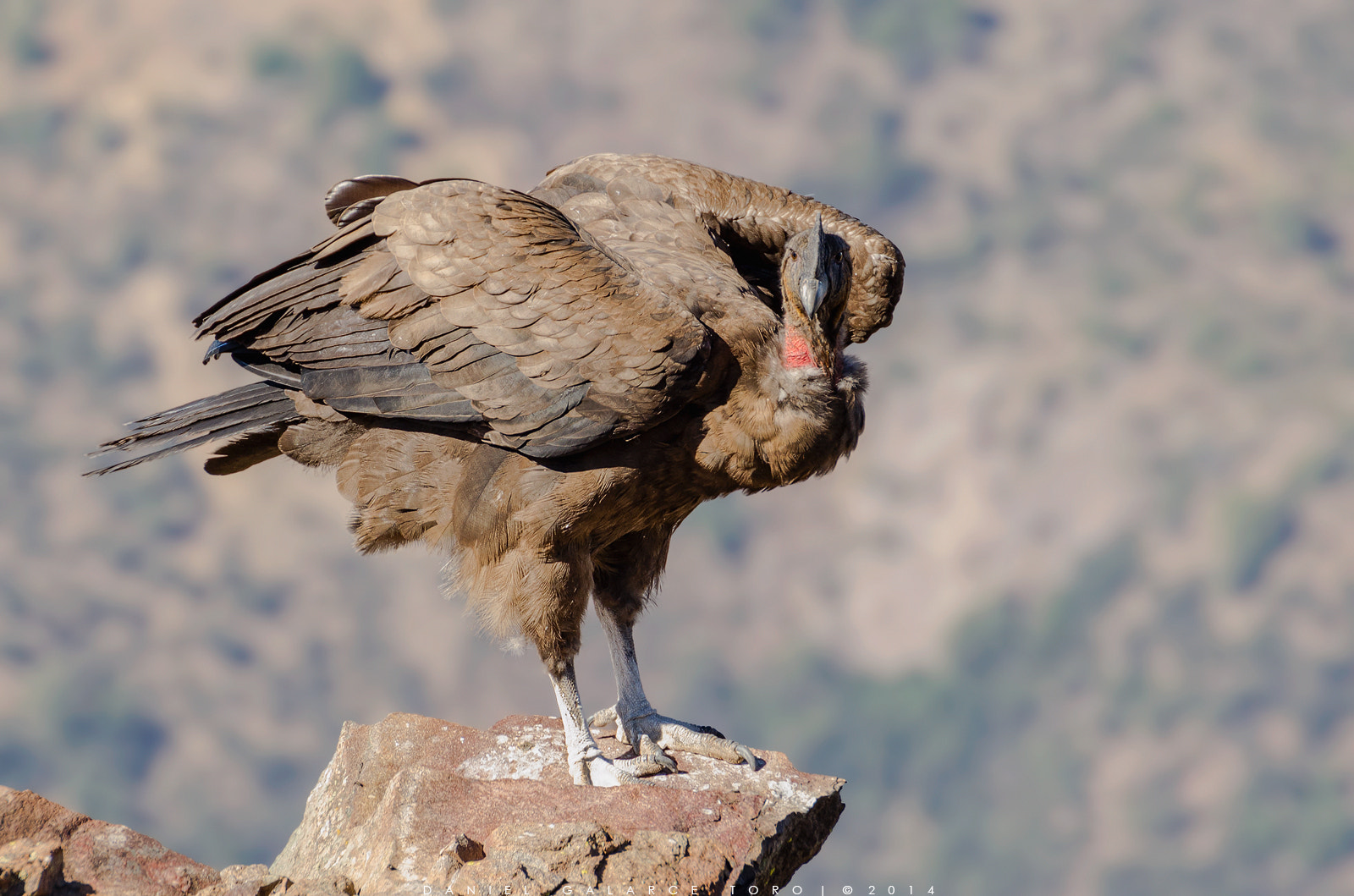 Sigma 50-500mm F4.5-6.3 DG OS HSM sample photo. Condor - vultur gryphus photography